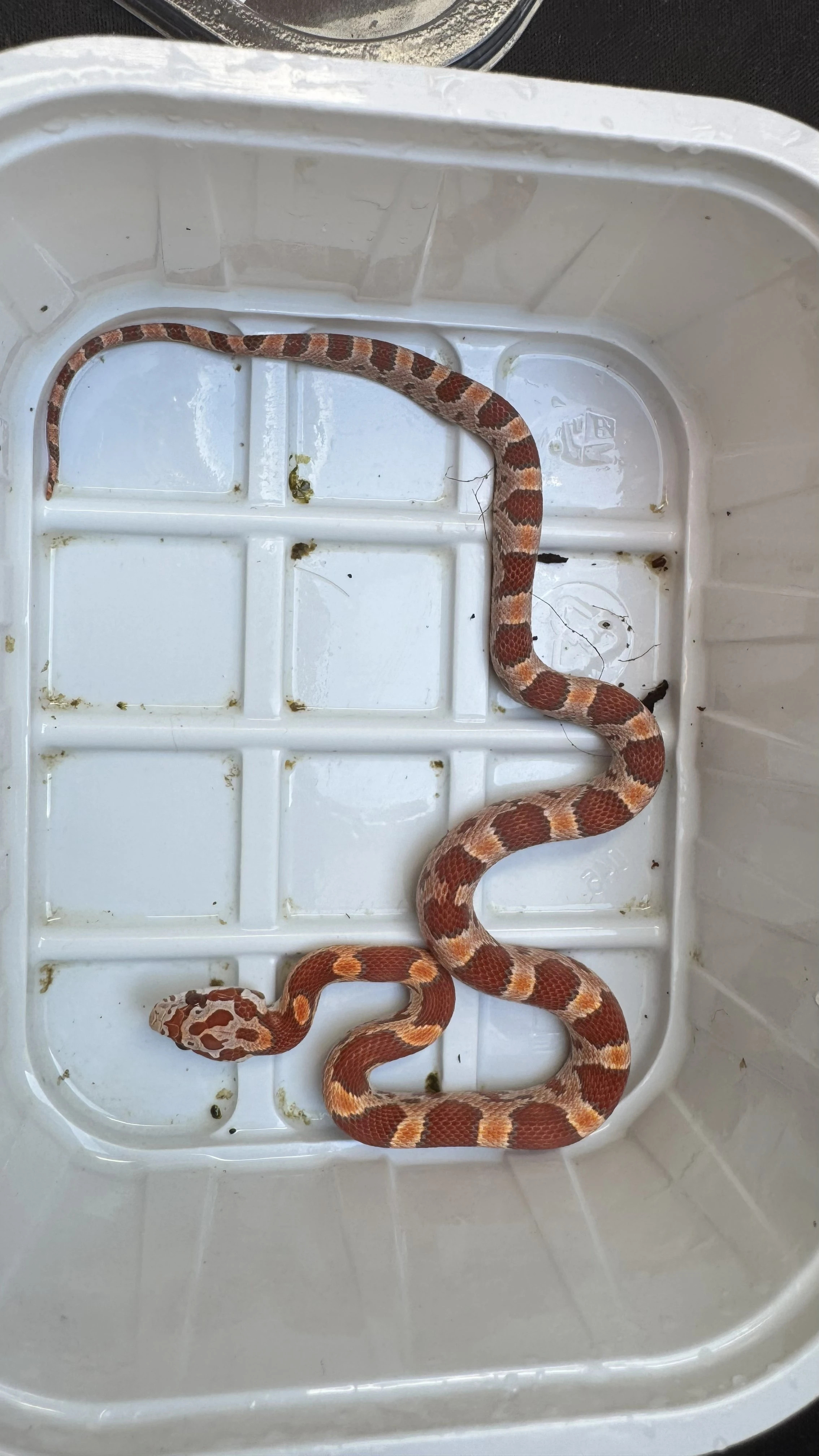 Užovka červená, prodám rozkrmená mláďata