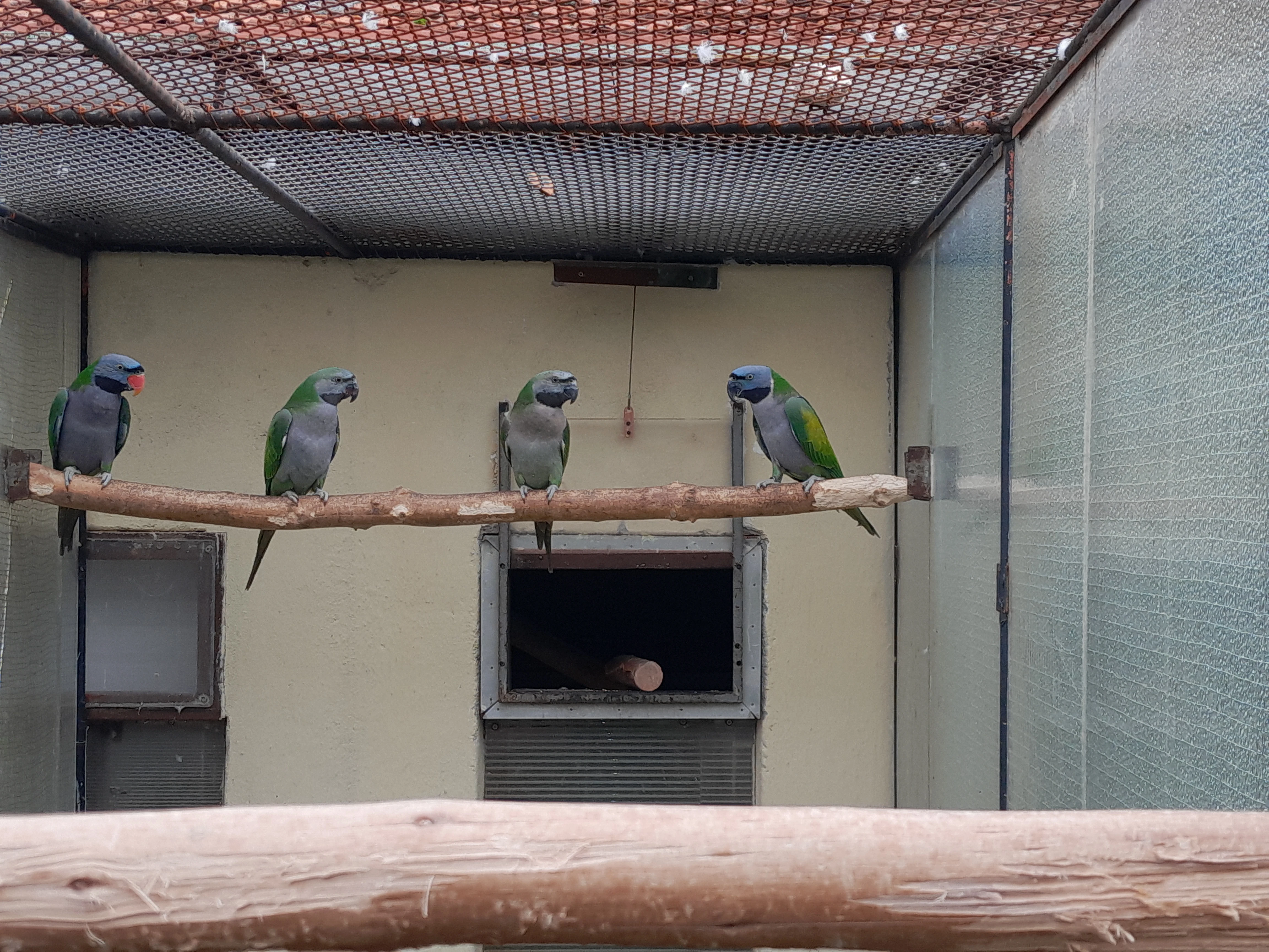 Prodám alexandr čínský,