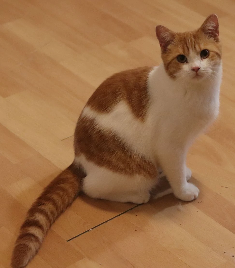 Hledám nový domov pro britského kocourka s PP