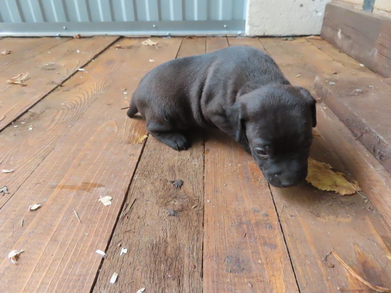 2 volná štěňata patterdale teriér