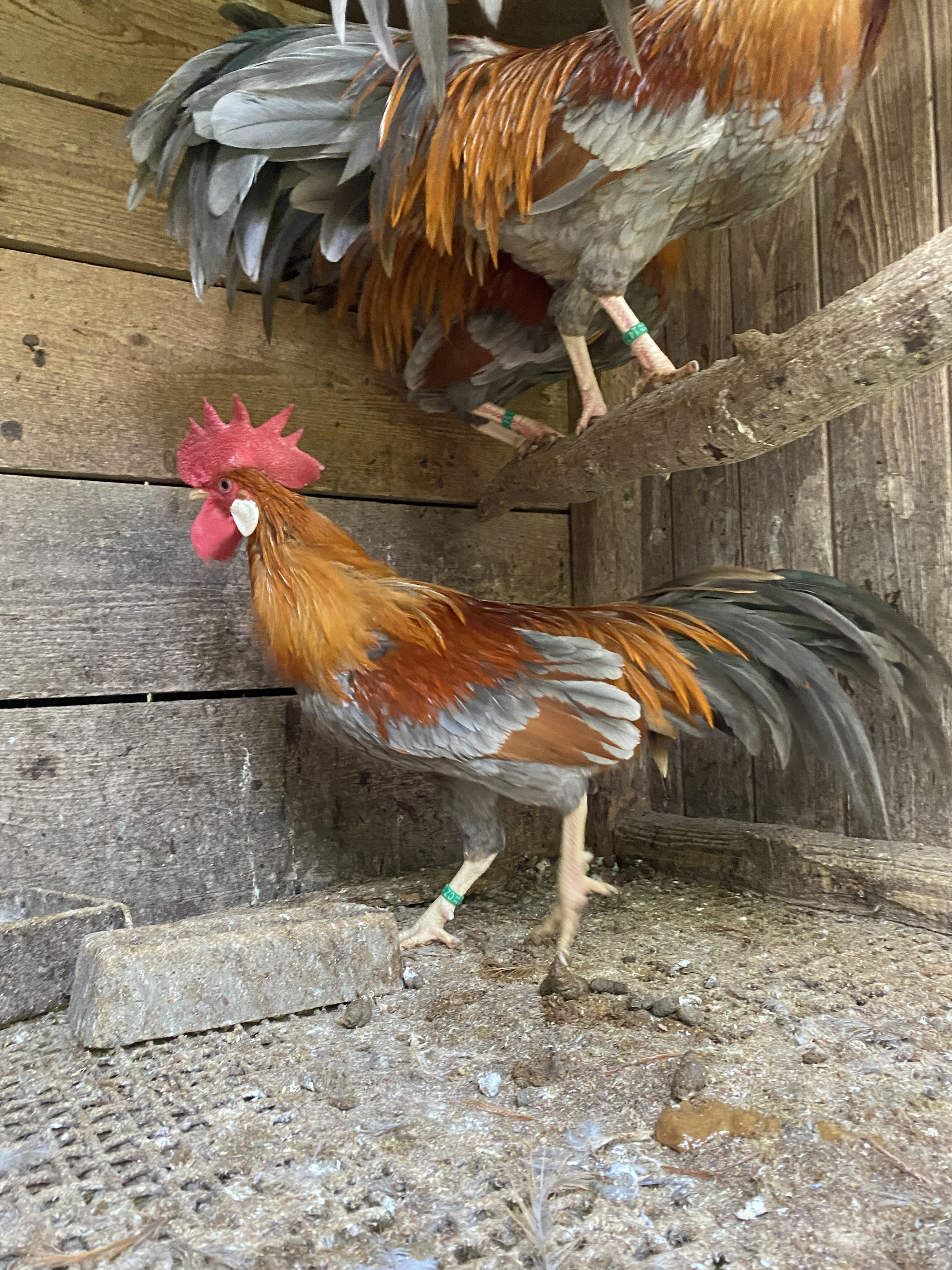 Zdrobnělá vlaška modrá zlatě zbarvená