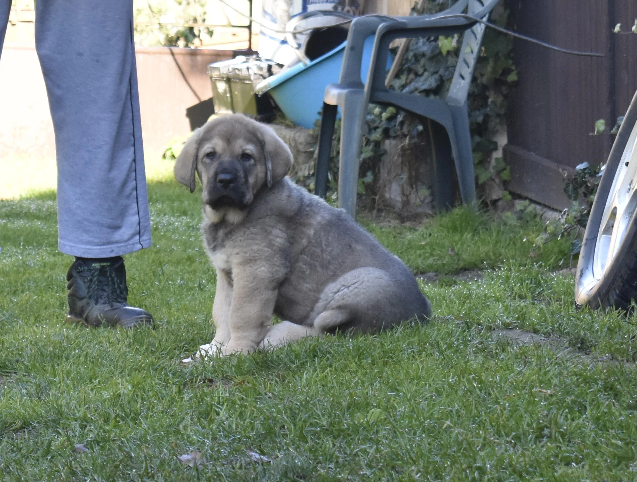 Máme k odběru krásného, mohutného, pejska-oba rodiče Španělský Mastin