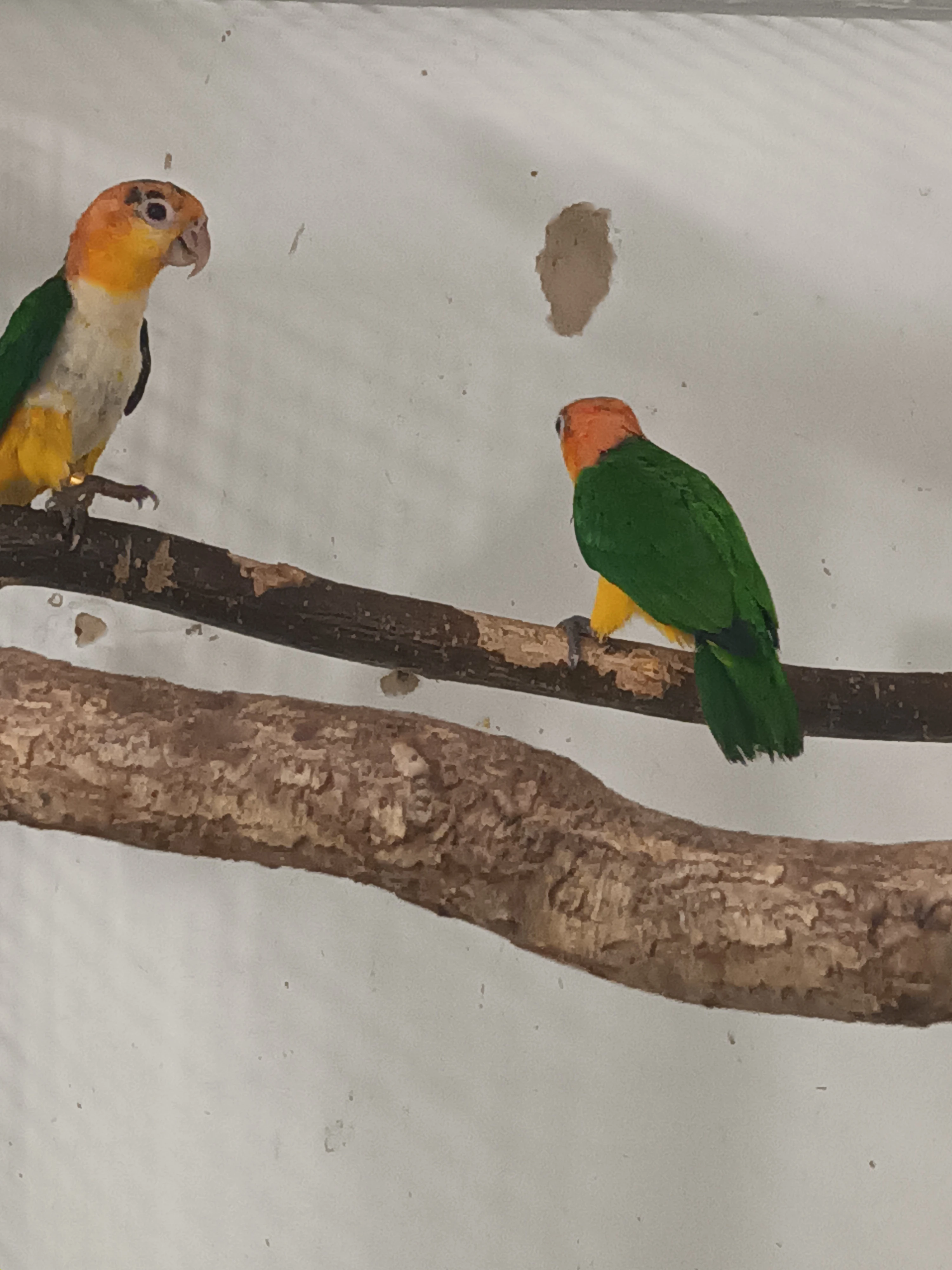 Amazonek bělobřichý