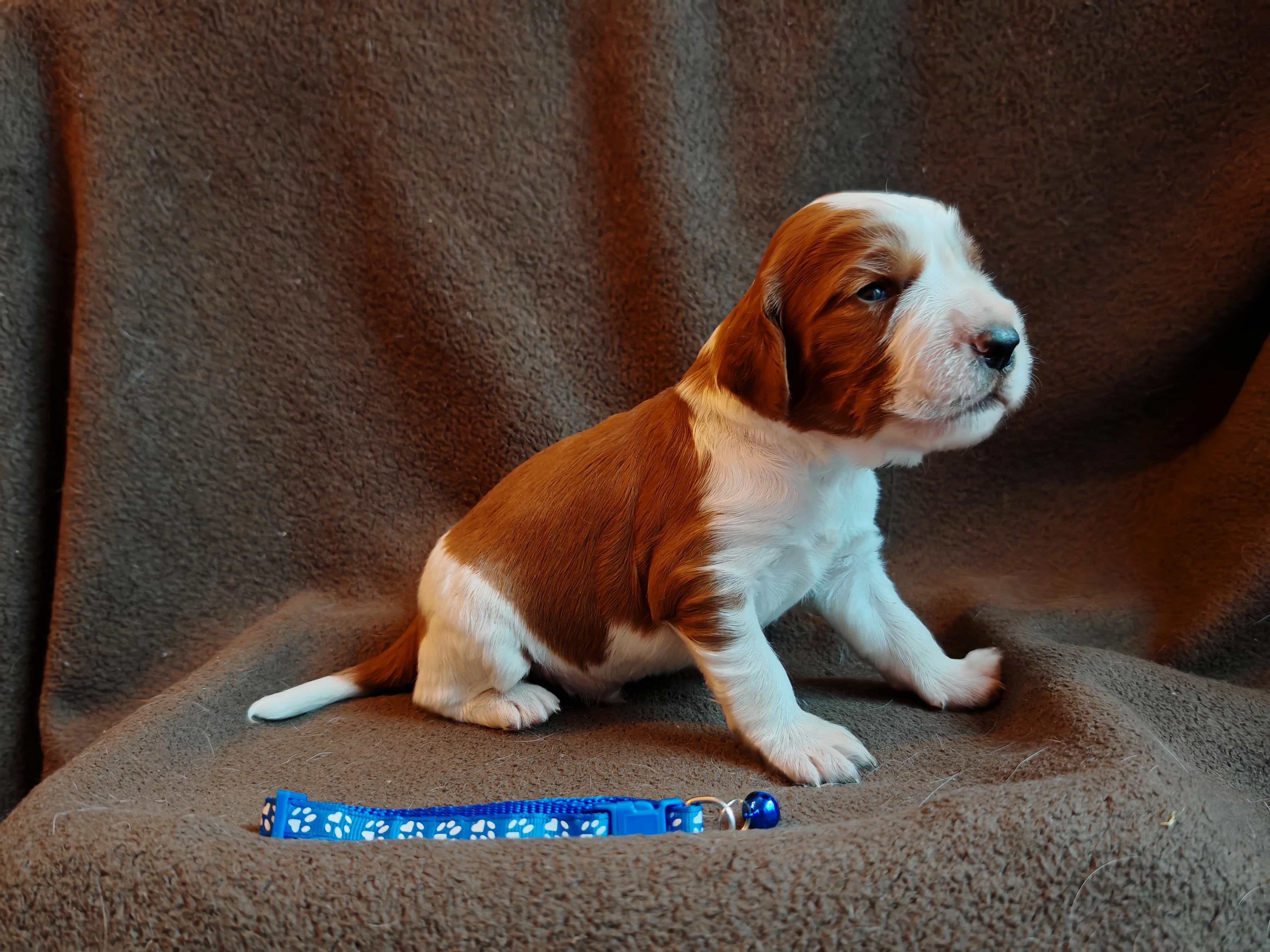 Welššpringršpaněl s PP