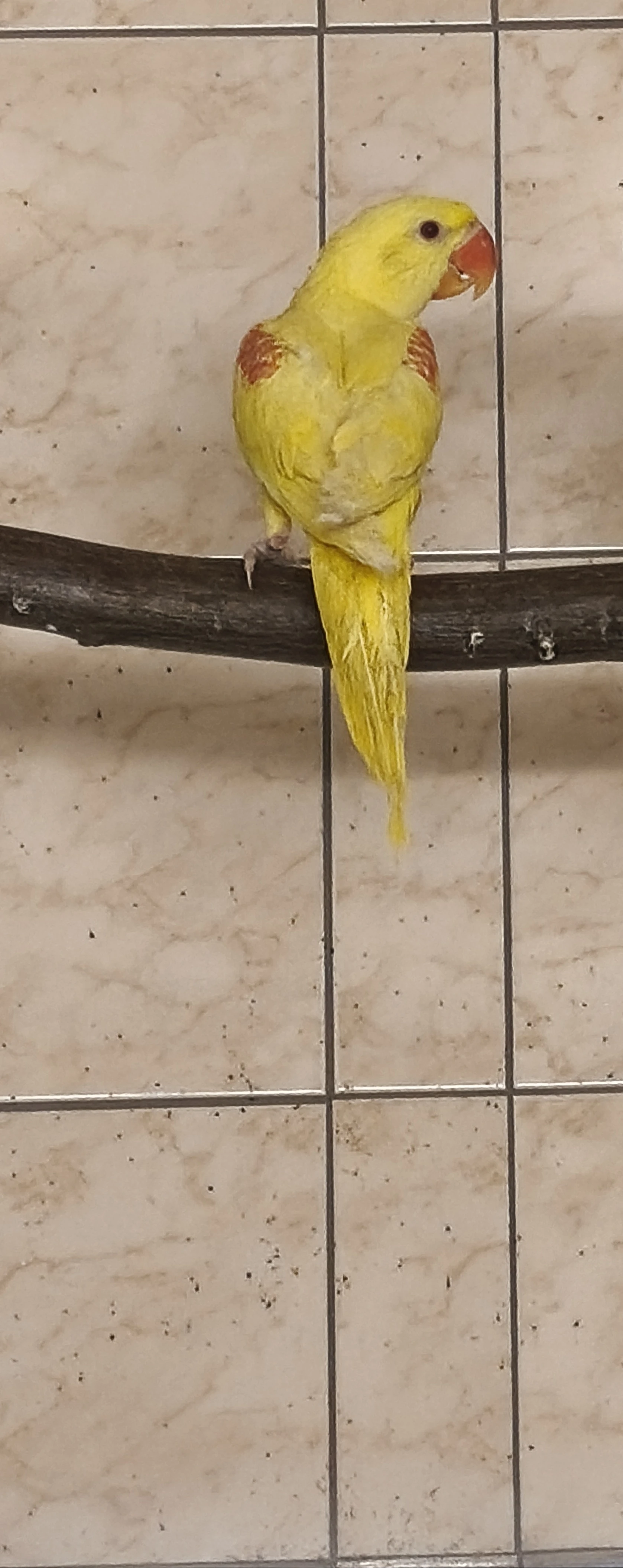 1,0 alexandr velký lutino rok.