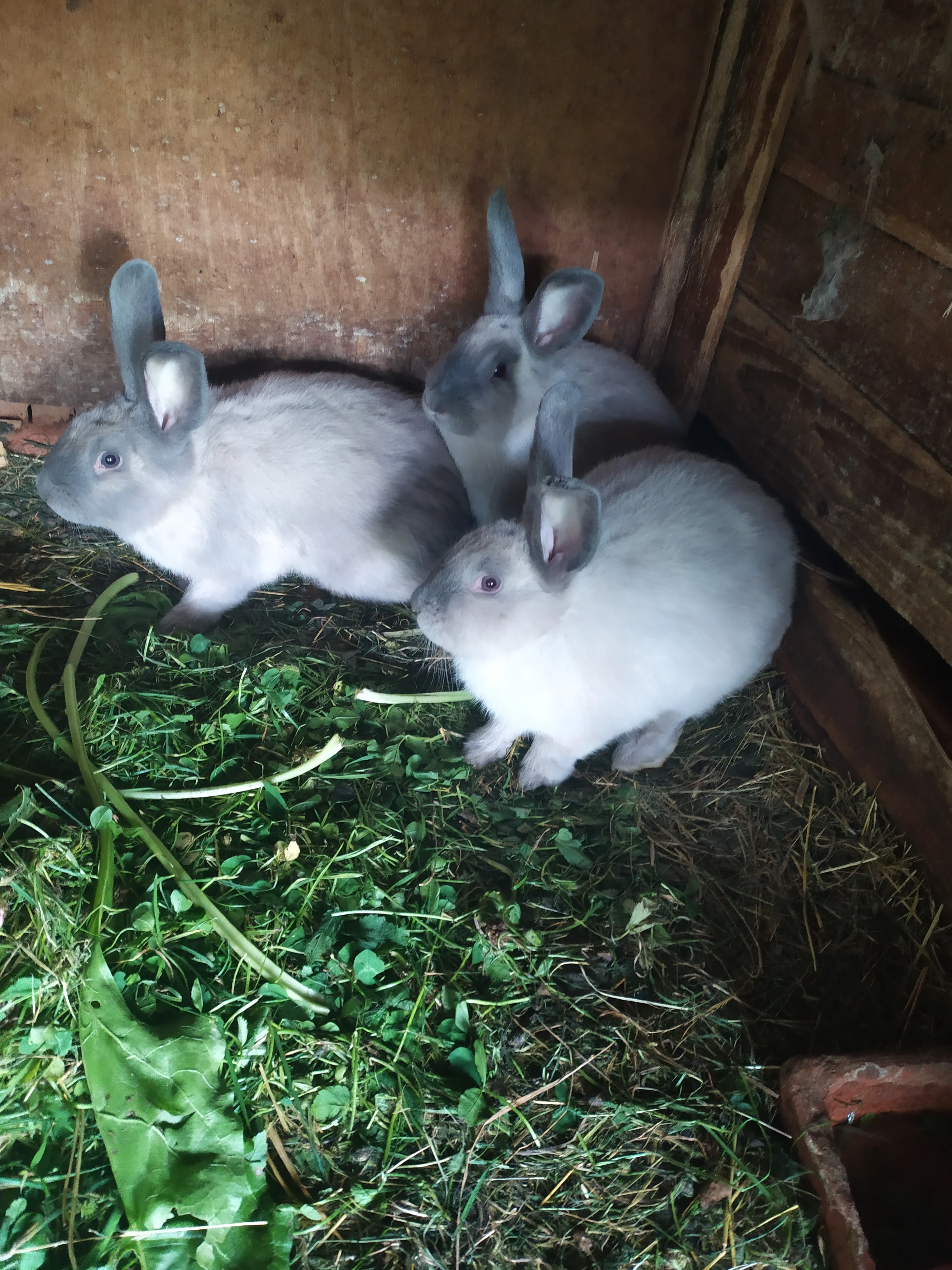 Siamský velký modrý