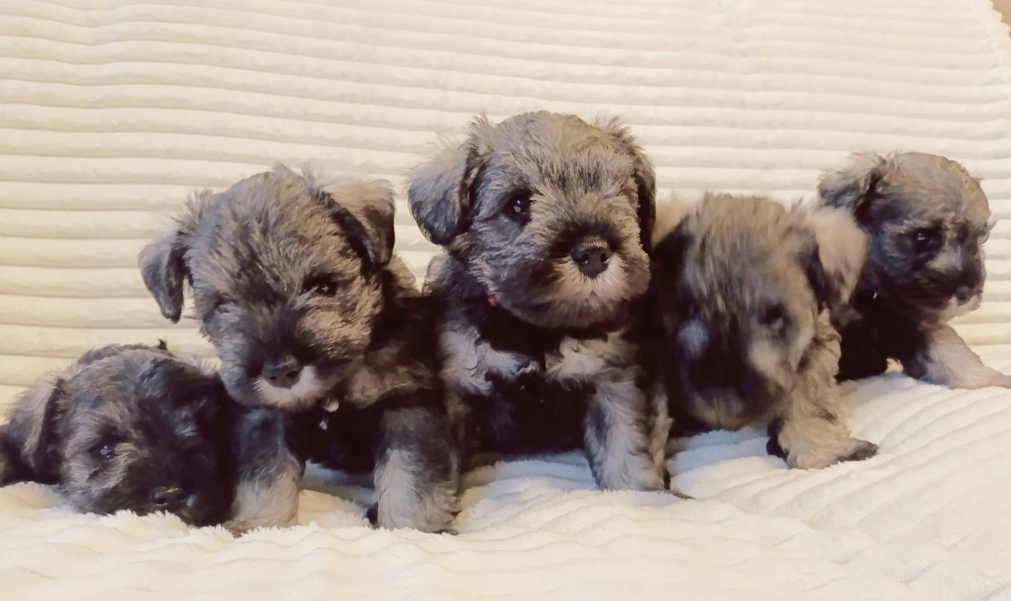 Knírač malý pepř a sůl