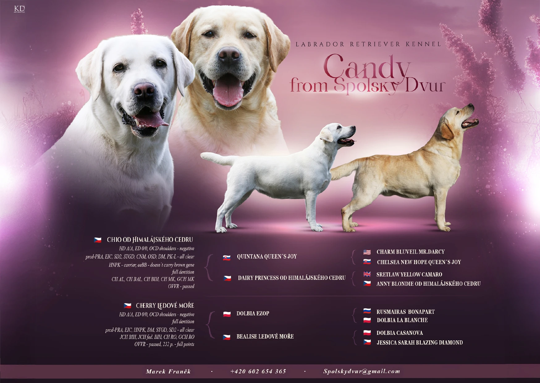 Štěňata Labradorského retrievera s PP