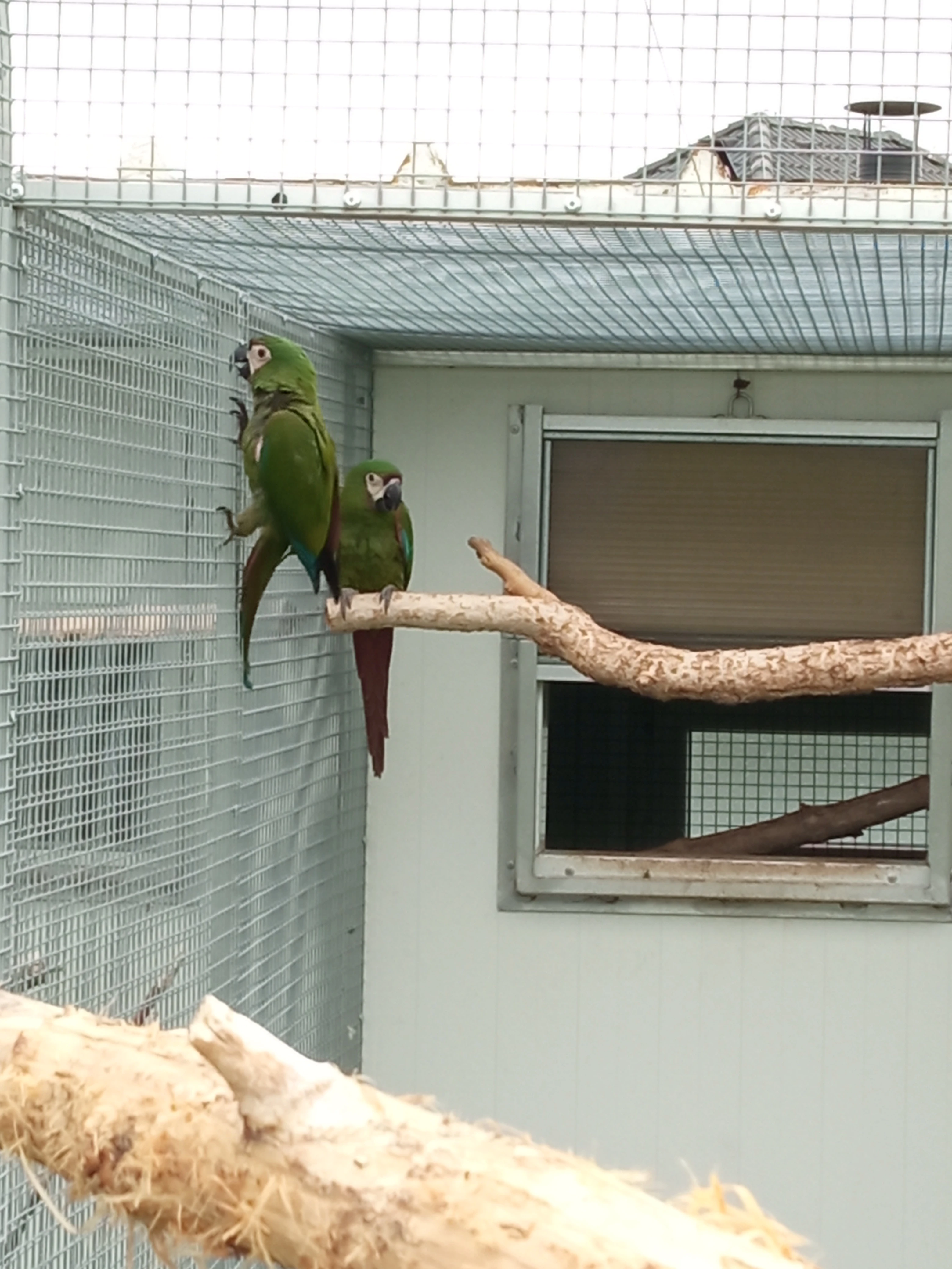 Prodám Ara malý Severa