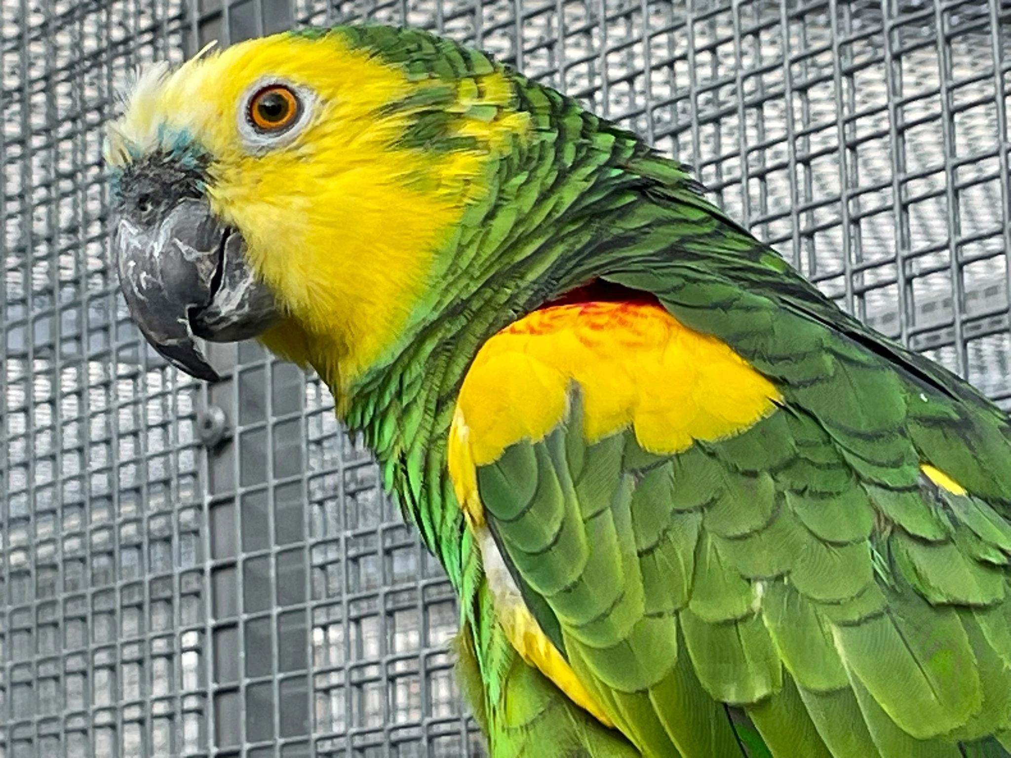 Amazoňan modročelý xanthopteryx