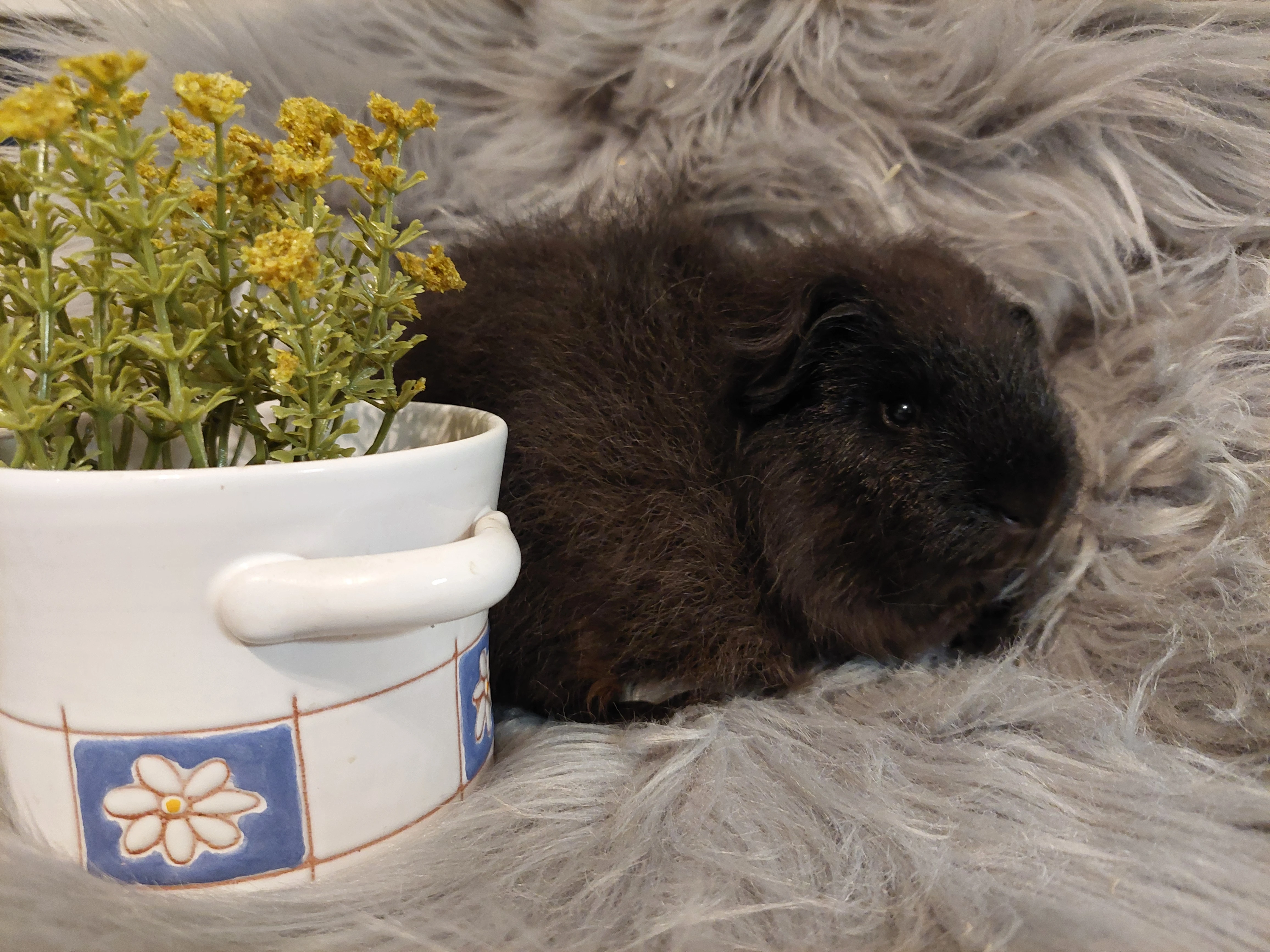 Švýcarský Teddy v dočasné péči