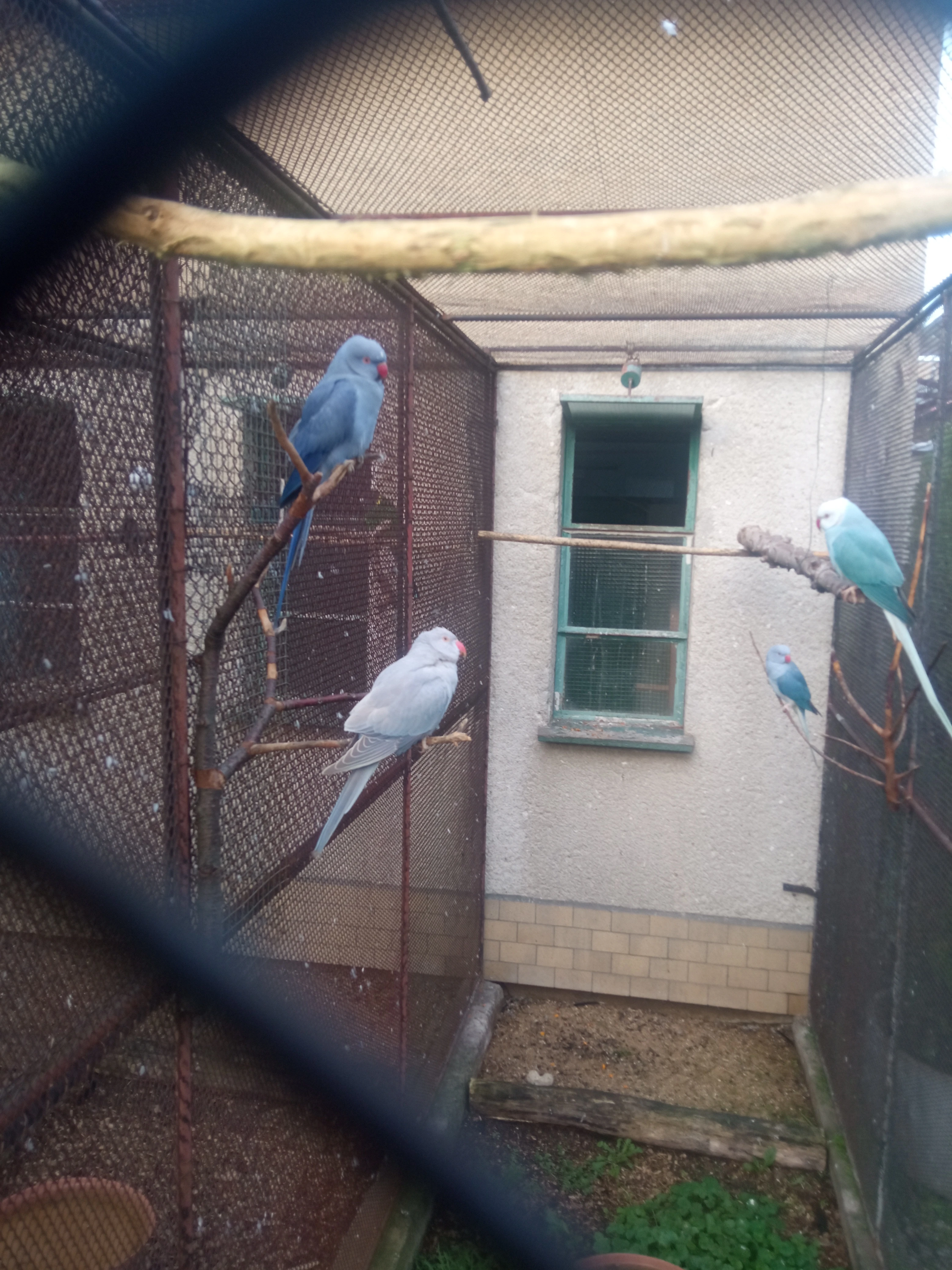 Prodám alexandra maleho skořici 0,1