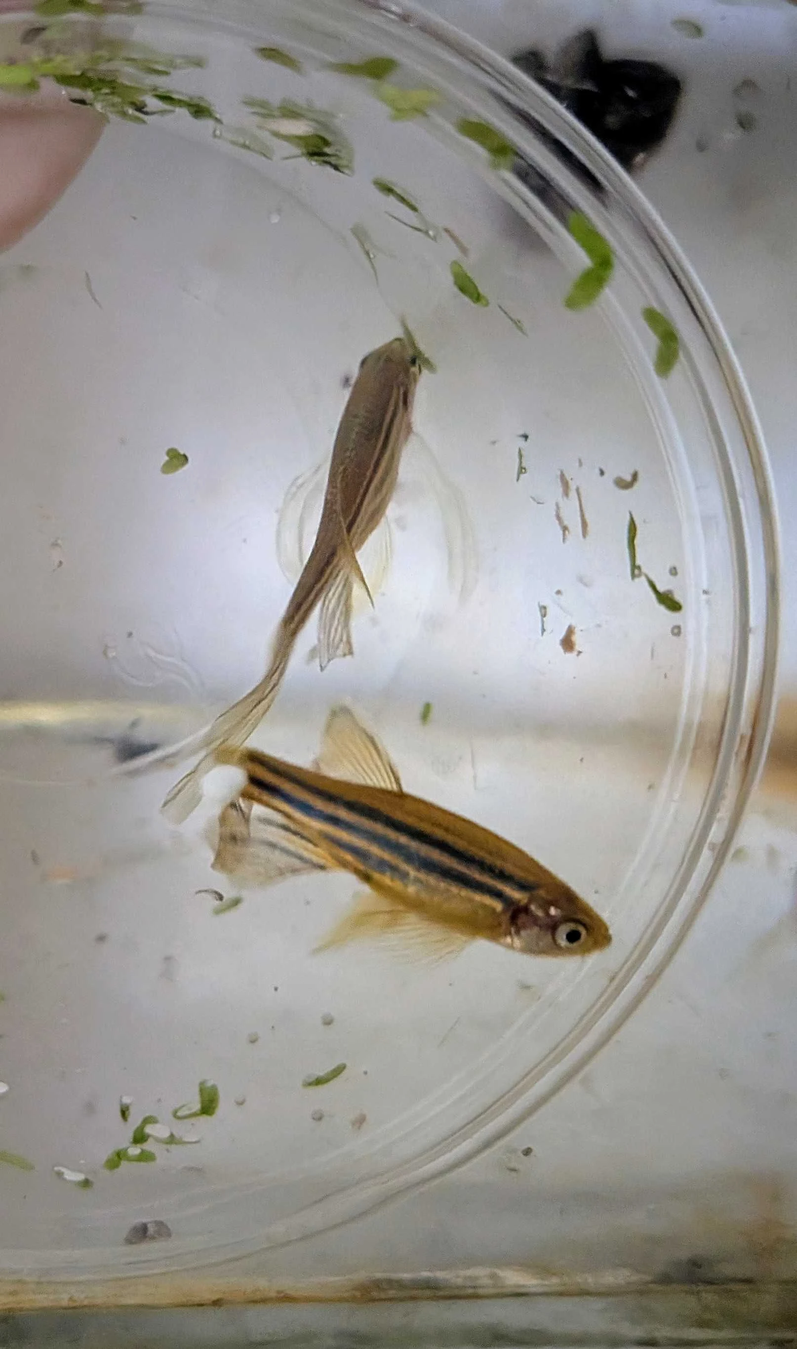 Prodam Danio pruhované (zavojnaté)