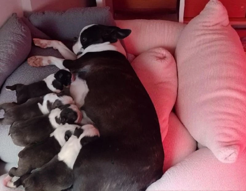 Boston Terrier,Bostonský Terier,Boston