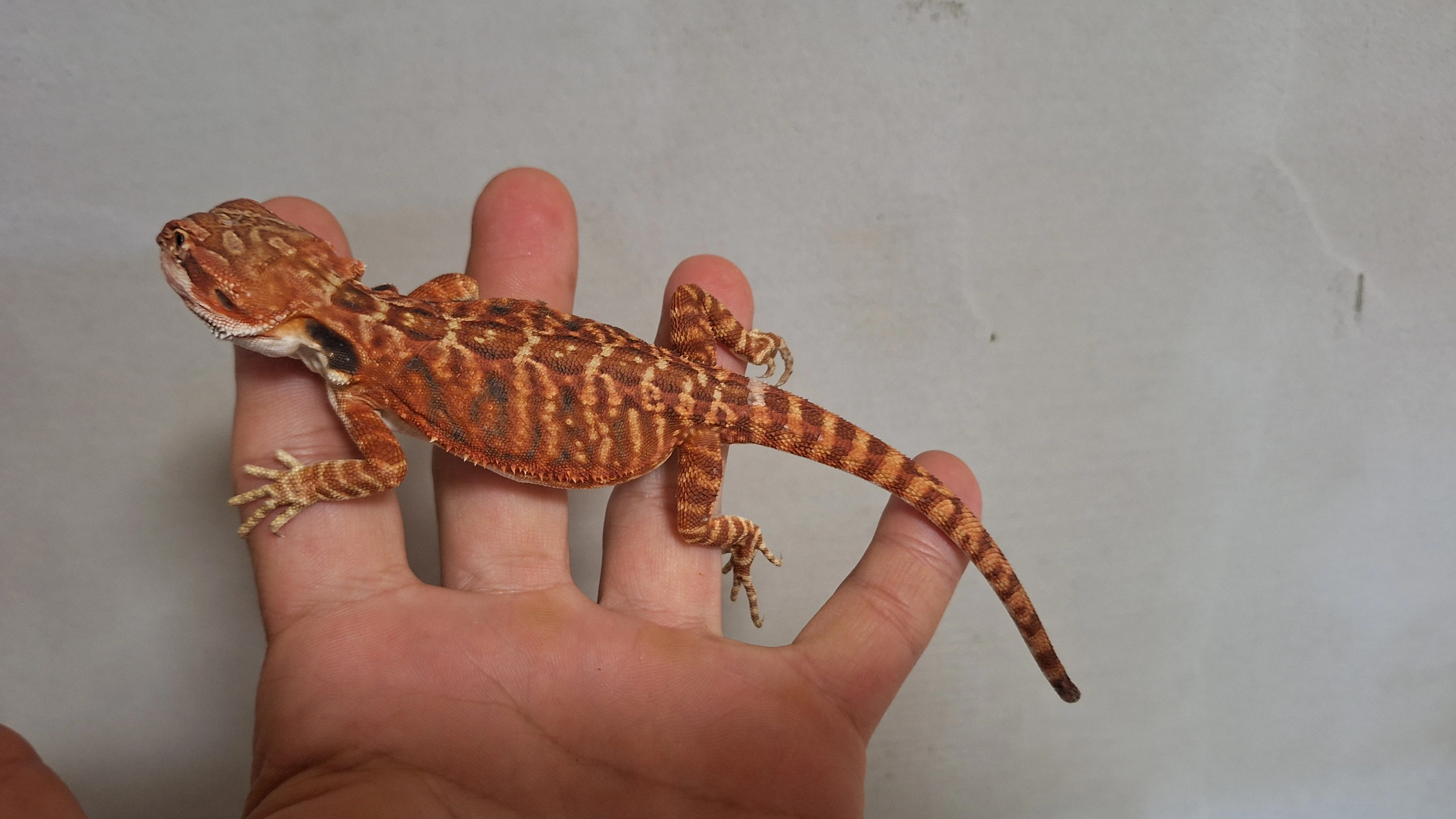 1.1 agama vousatá