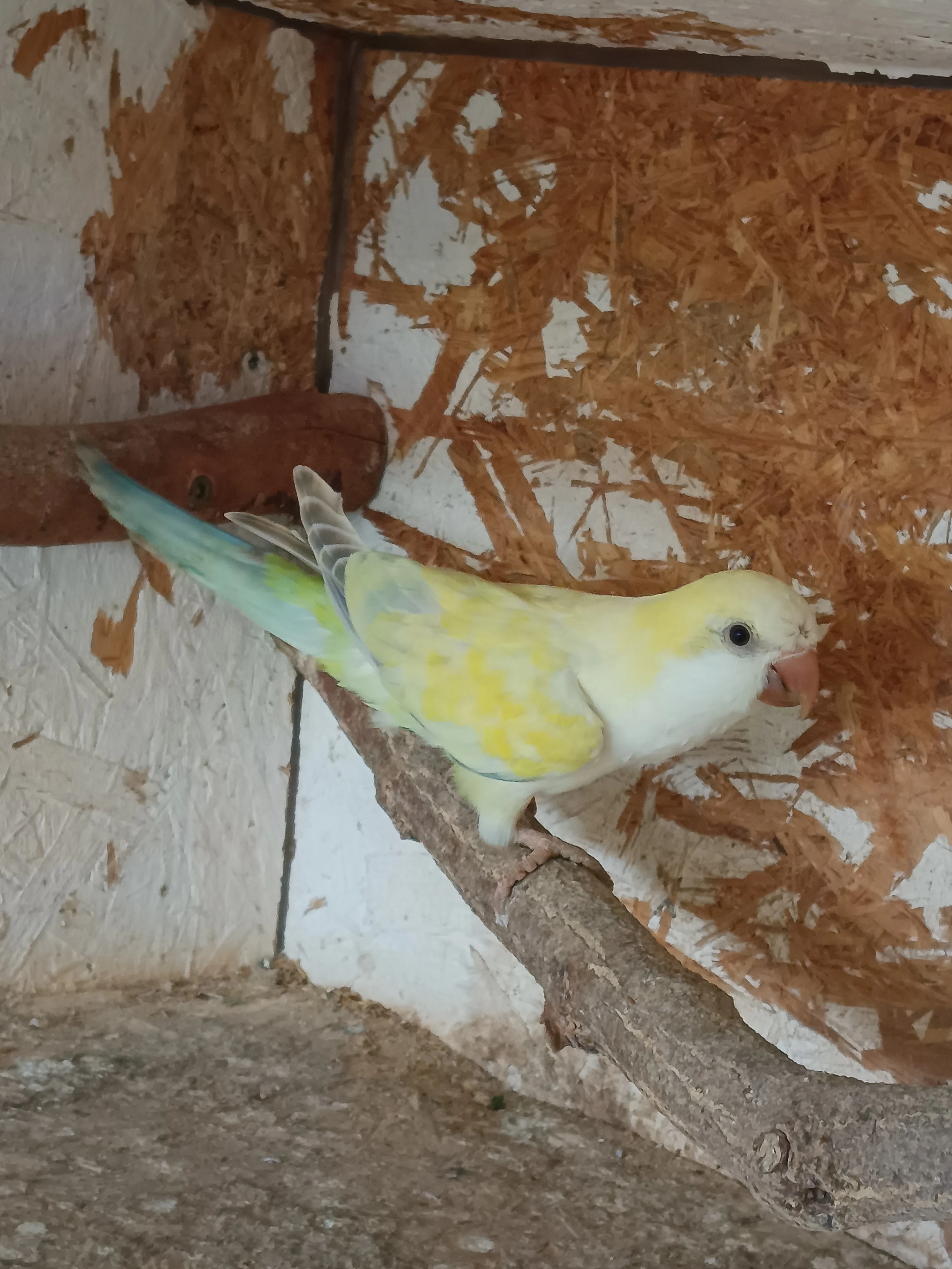 Mníšek šedý venkovní voliéra