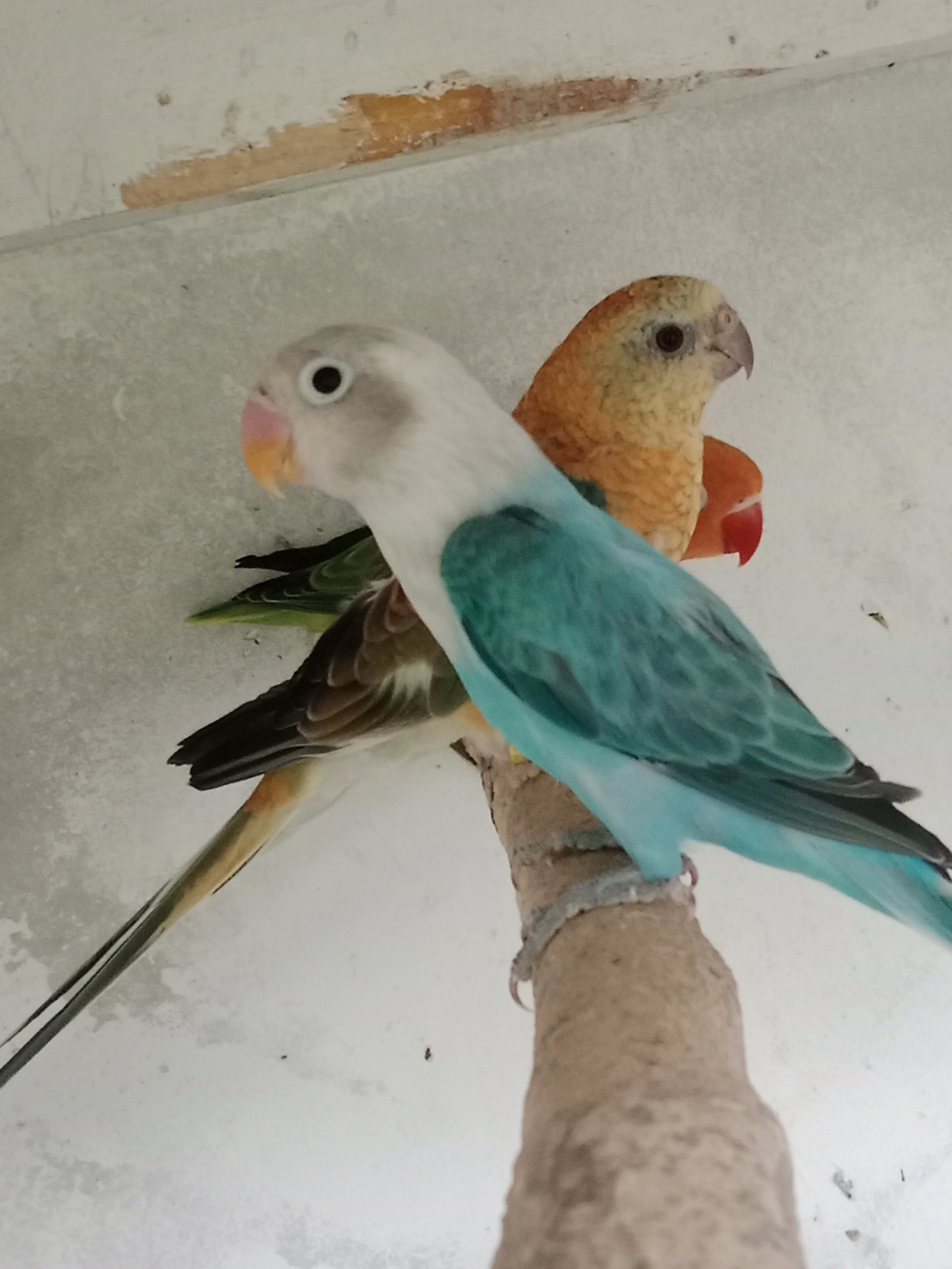 Prodám agapornis Fišer opalin