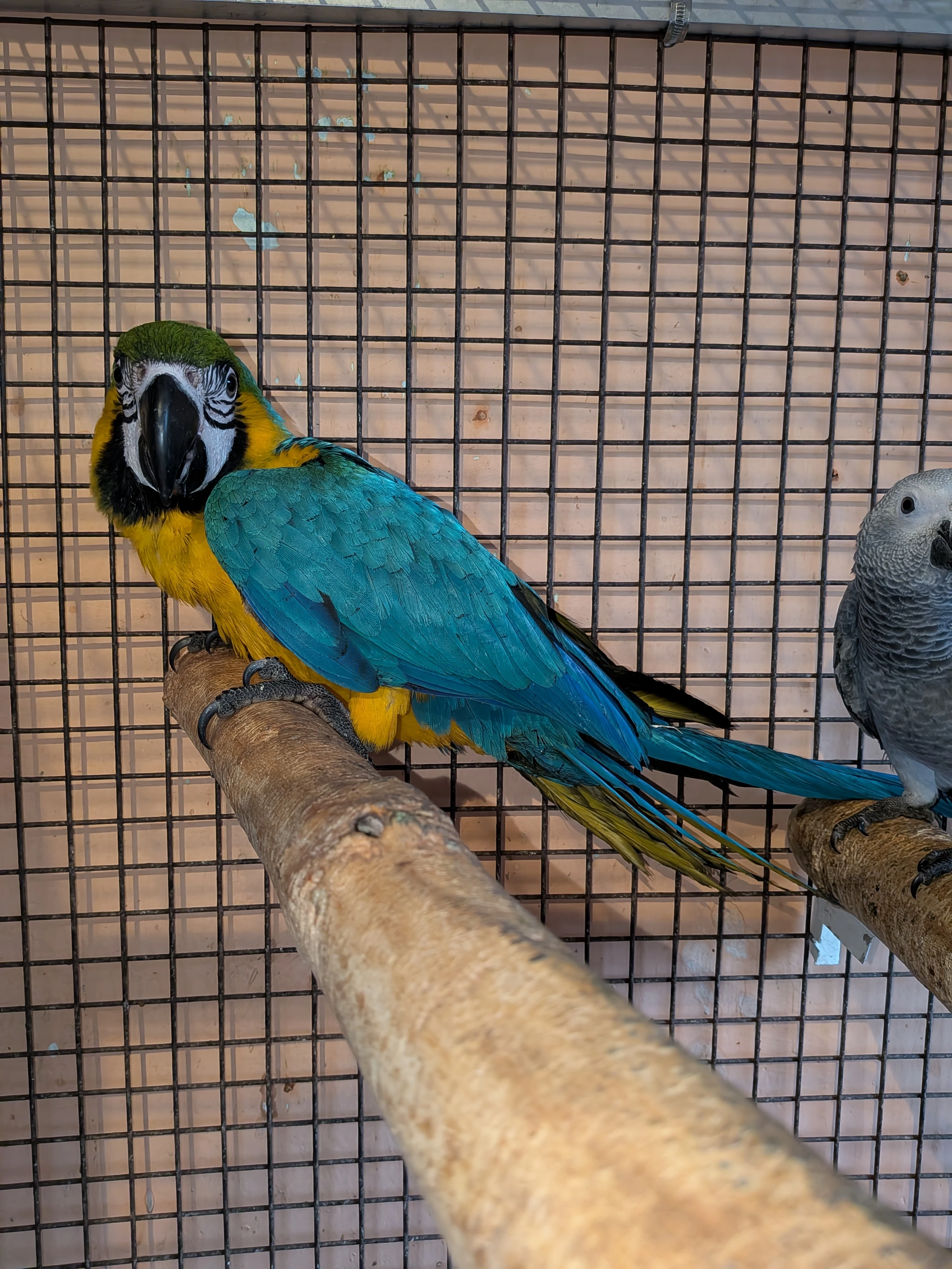 Prodám ručně dokrmenou samičku Ary