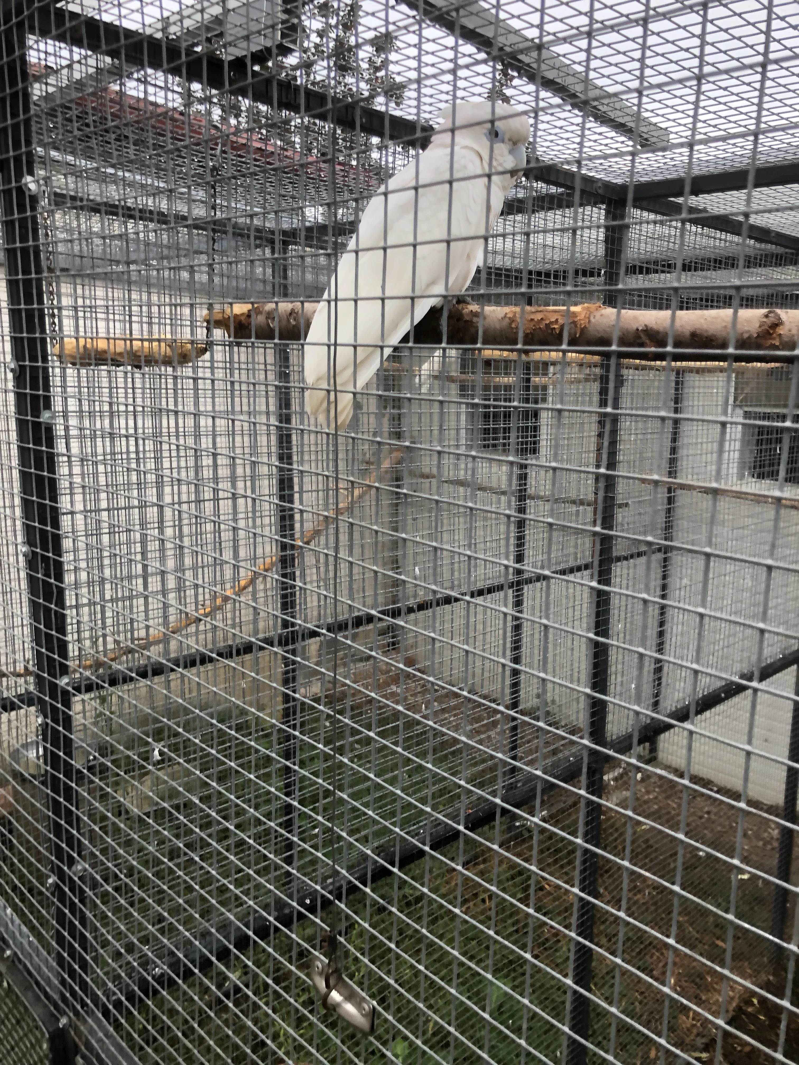 Kakadu Šalamounský