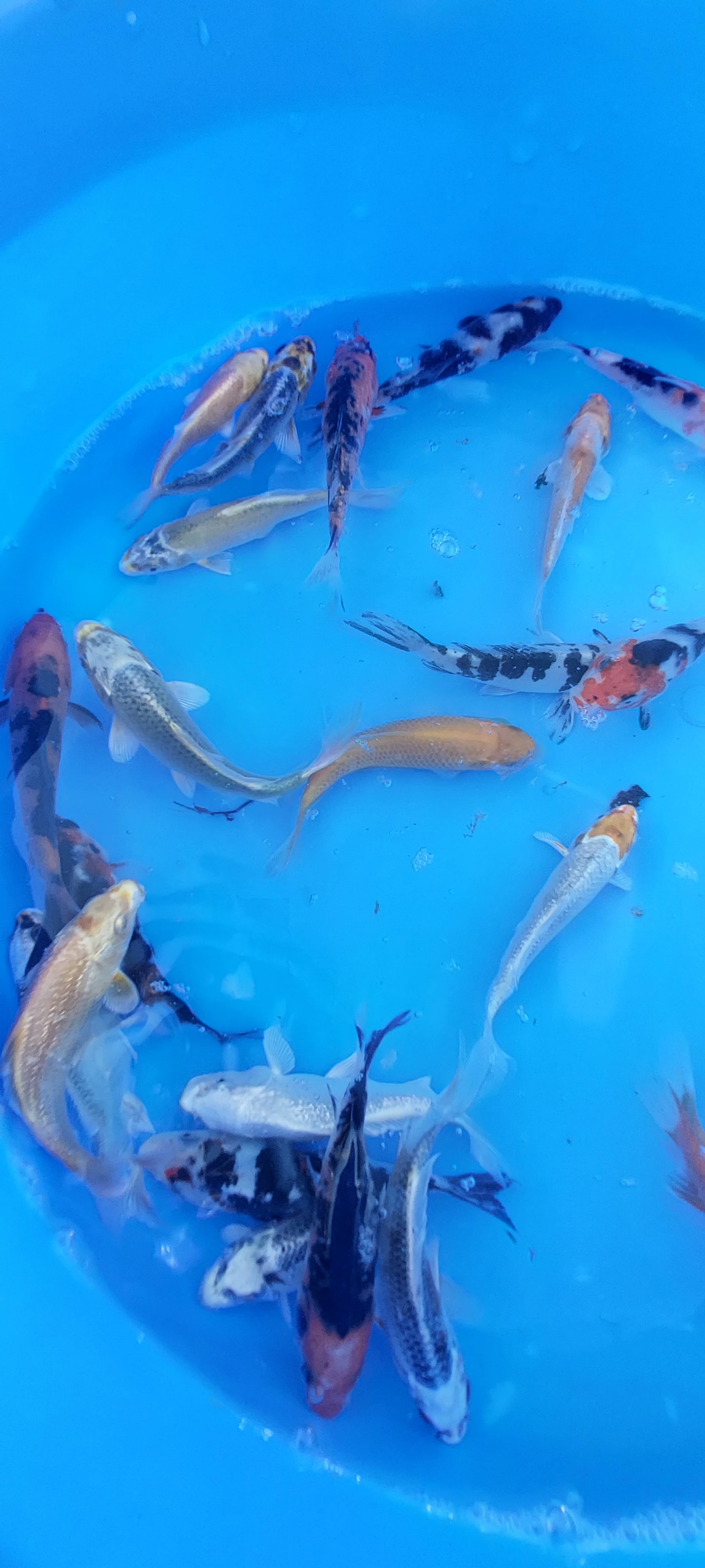 Totální výprodej KOI kaprů a zlatých karasů/shubunkinů