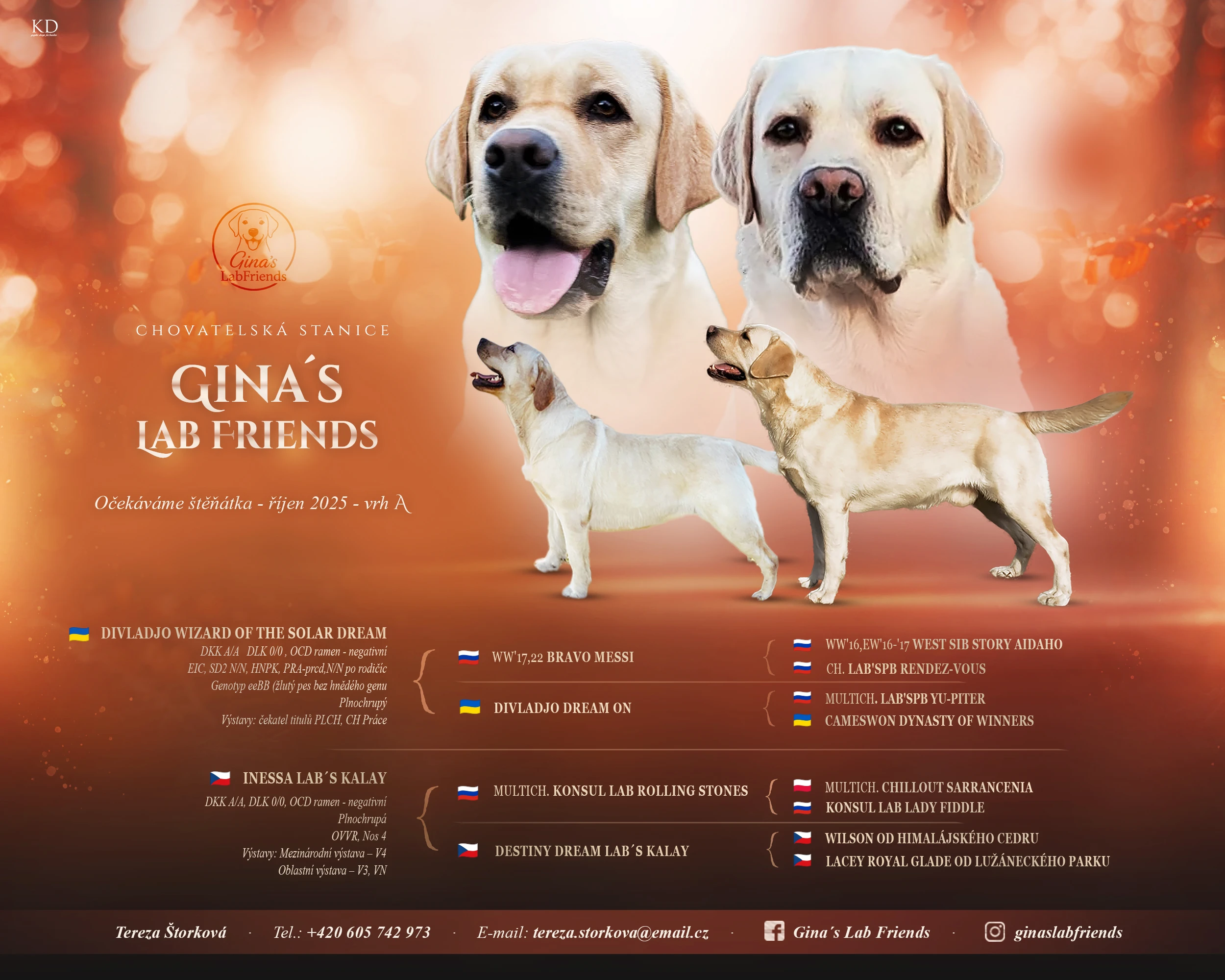 Štěňátka labradora s PP – odběr přelom roku