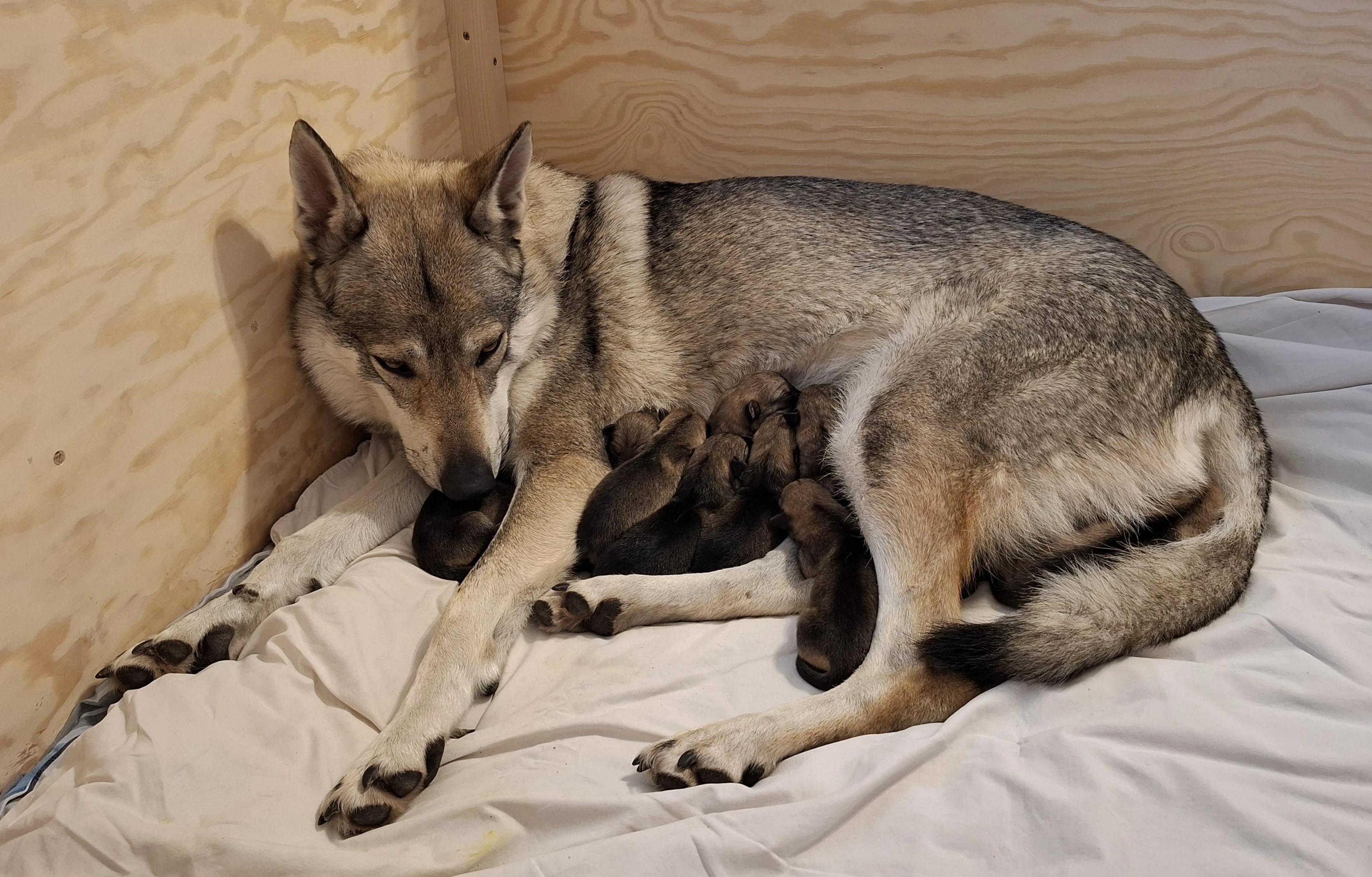 Štěňata z Tajemné zahrady