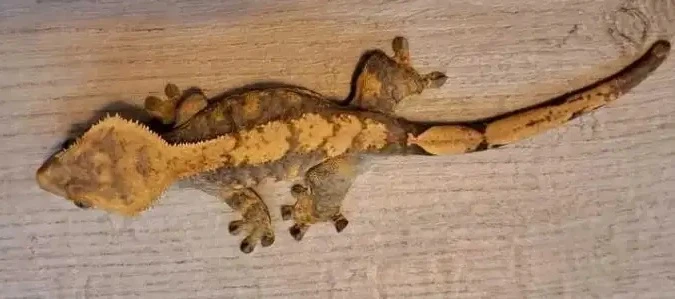 Pagekon řasnatý - pár