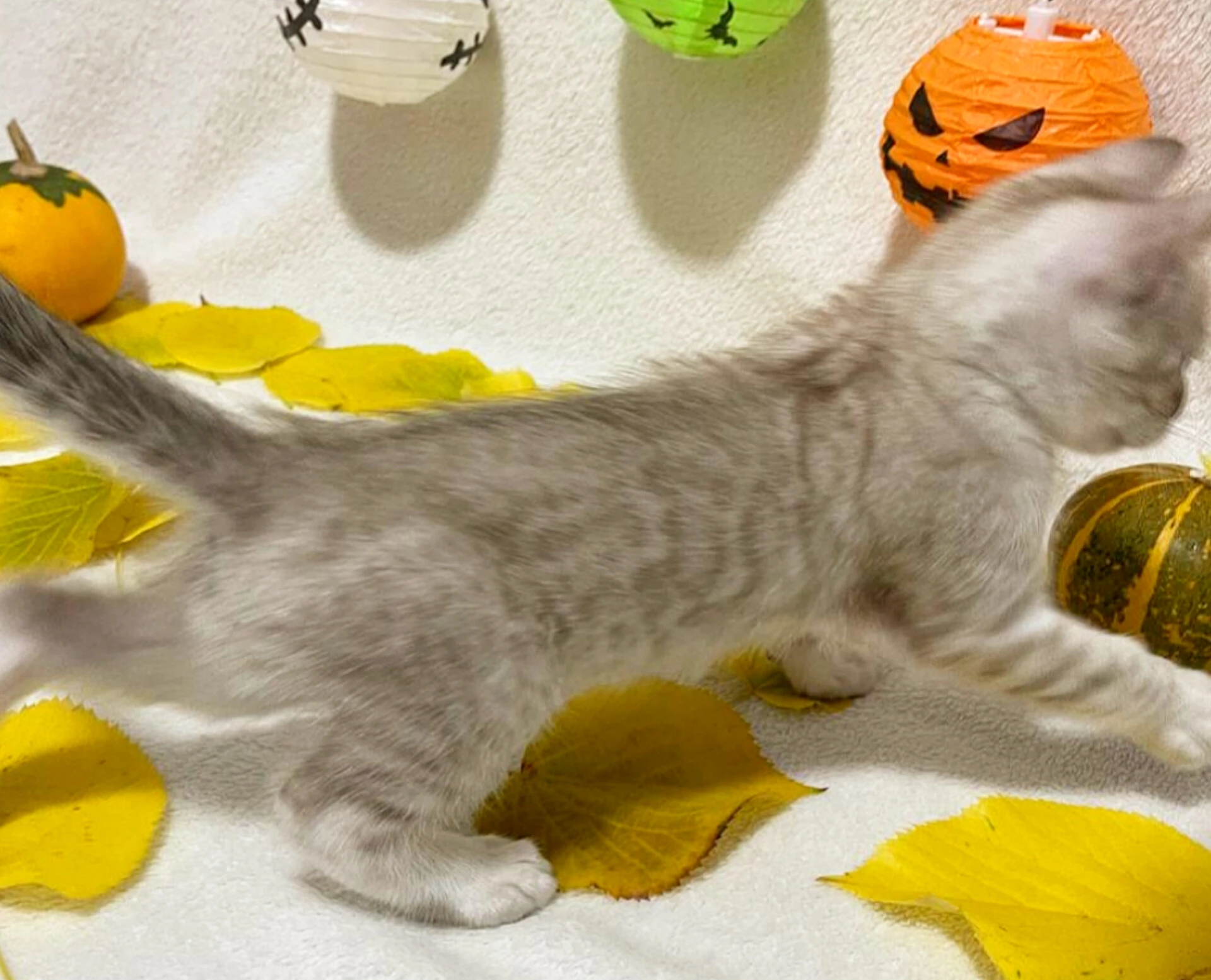 Bengálská kočka,  koťata s PP