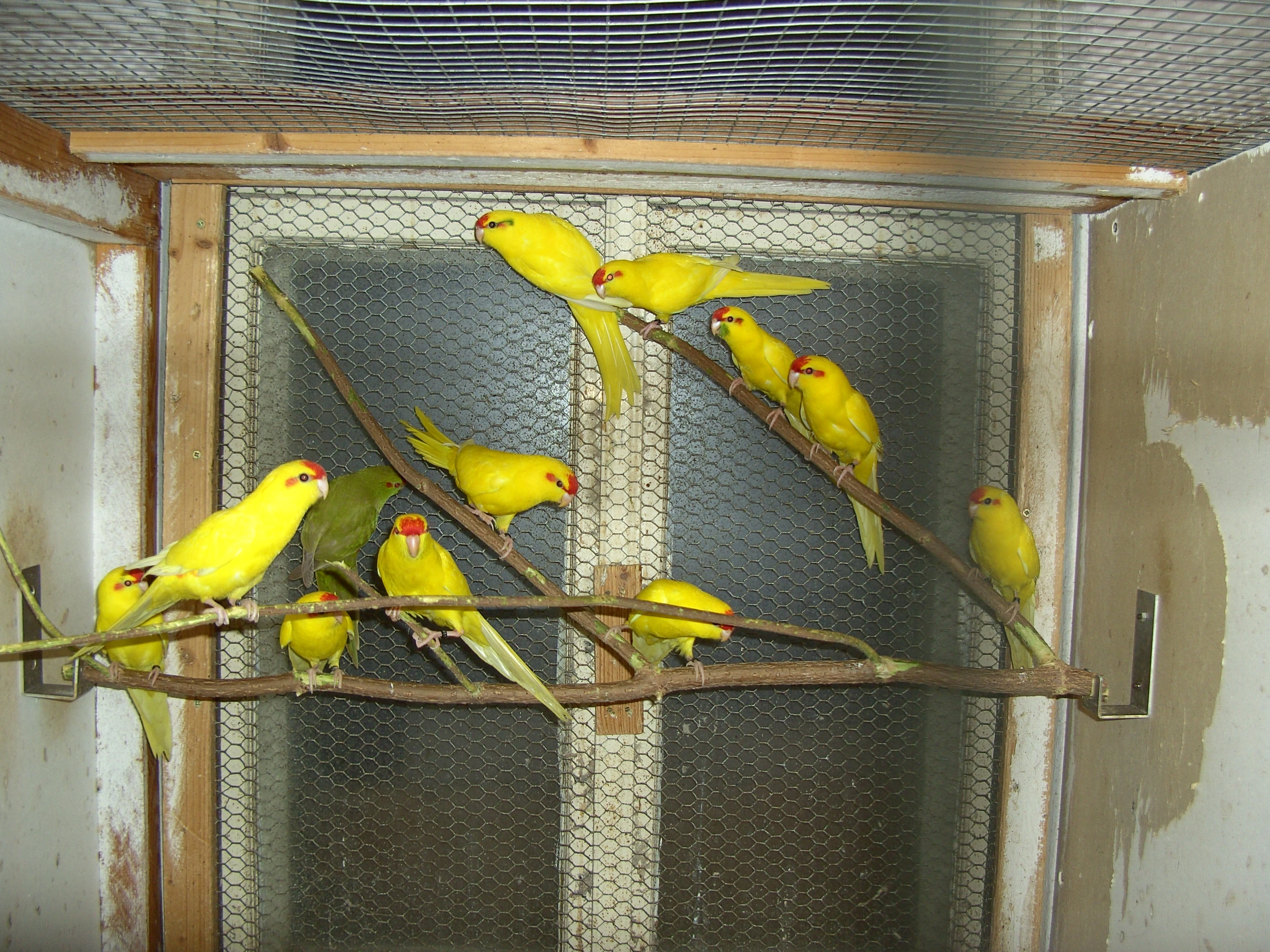 Papoušky Novozelandské žluté červenočelé,