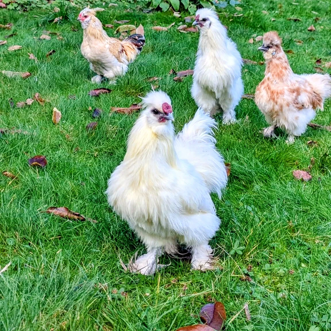 Krásný 100% bílý 6měsíční kohout