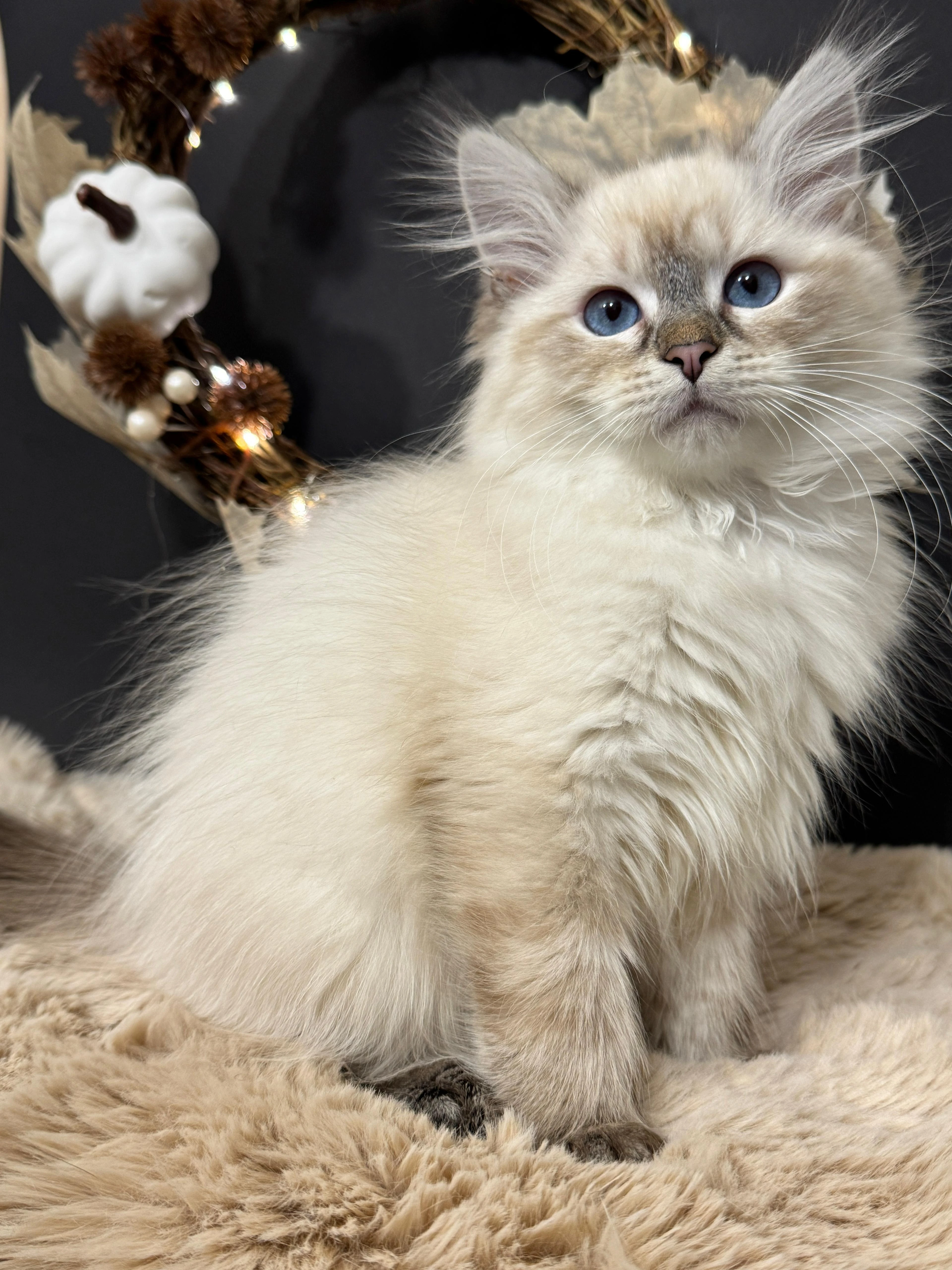 Sibiřská kočka s PP - kocourek Hamilton