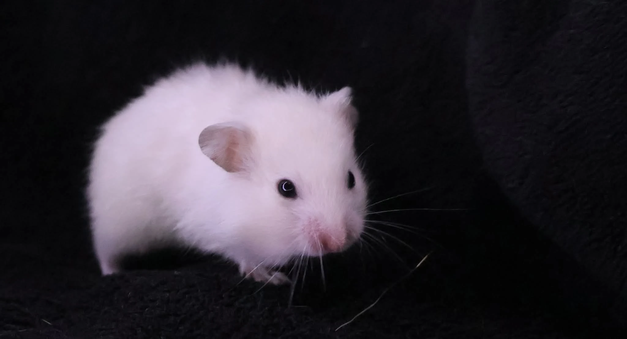 Křeček syrský s PP - vrh H