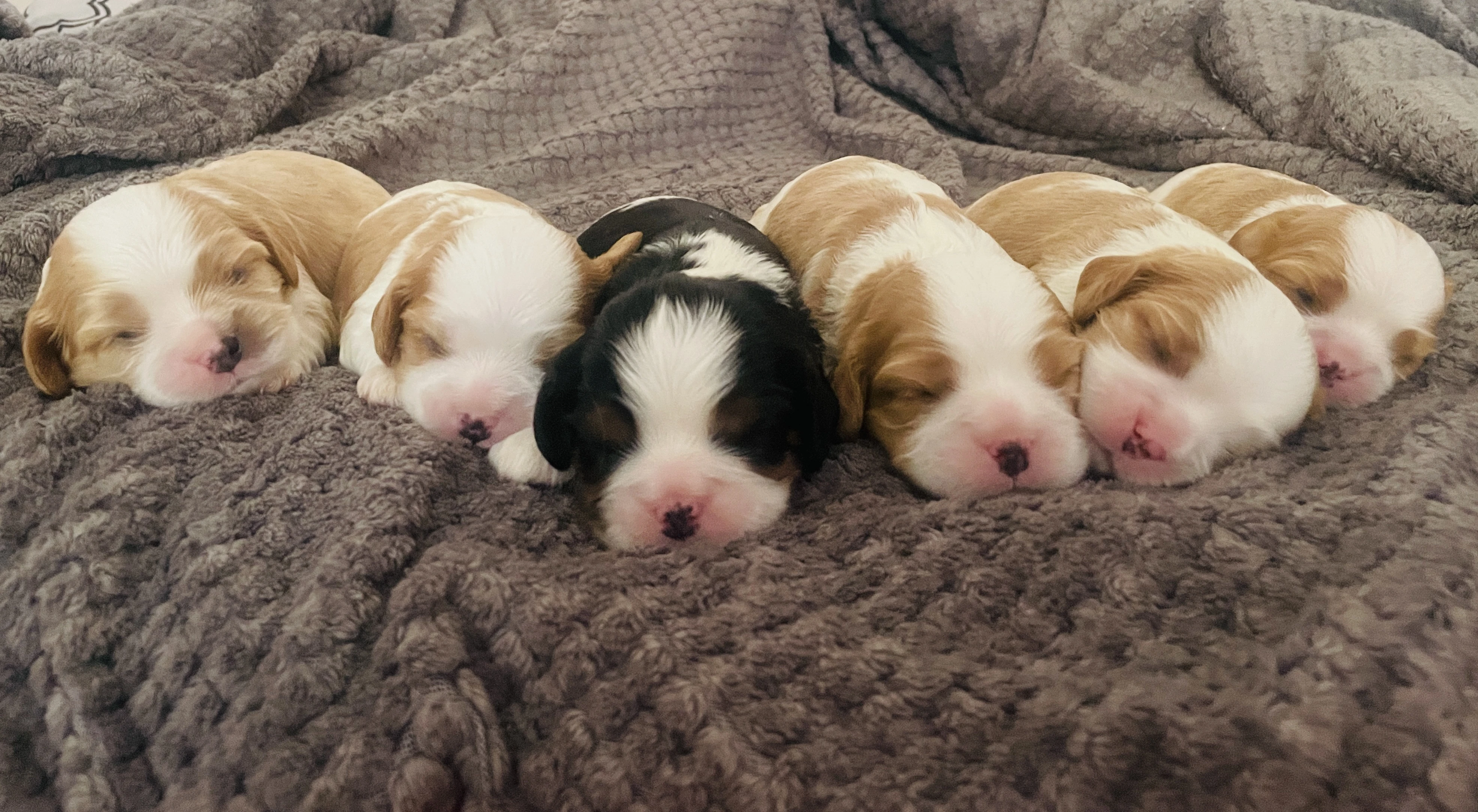 Štěňátka Kavalírů