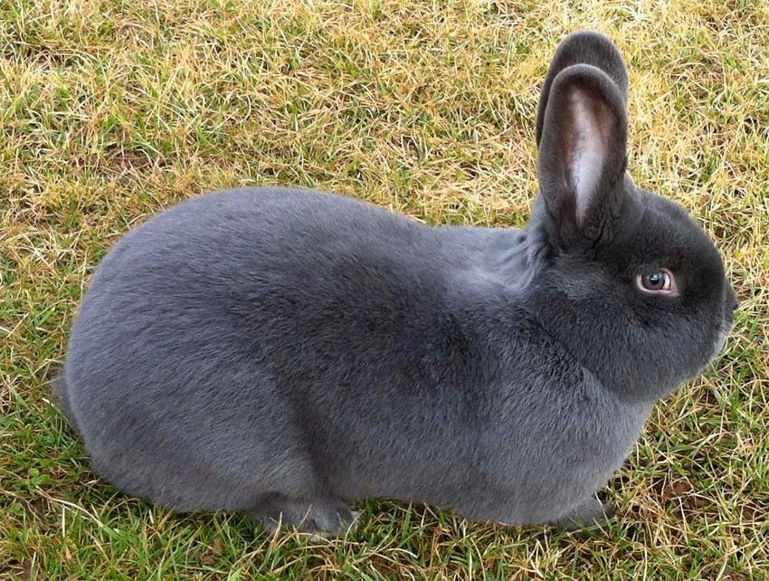 Prodám Vídeňský modrý