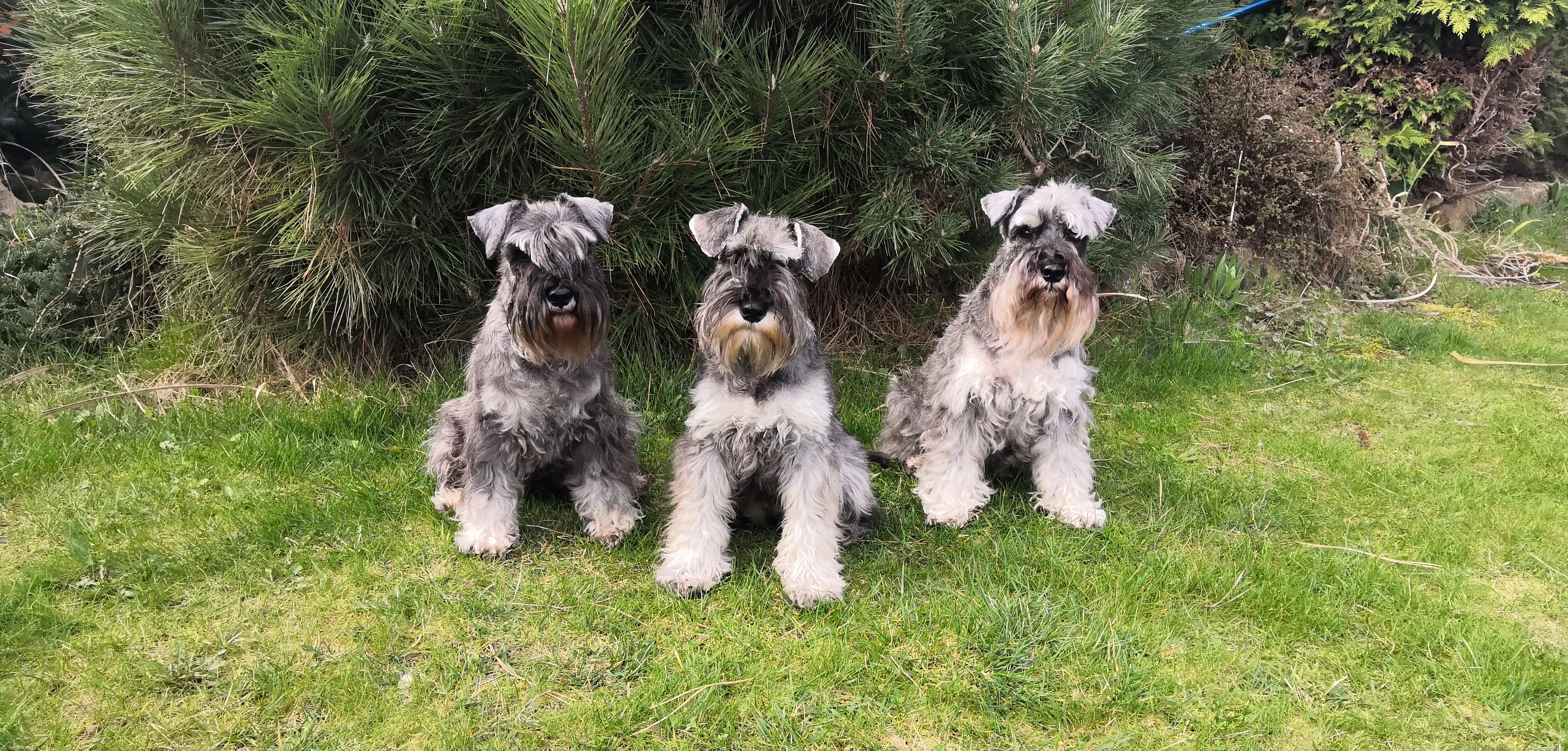 Knírač malý pepř a sůl s PP