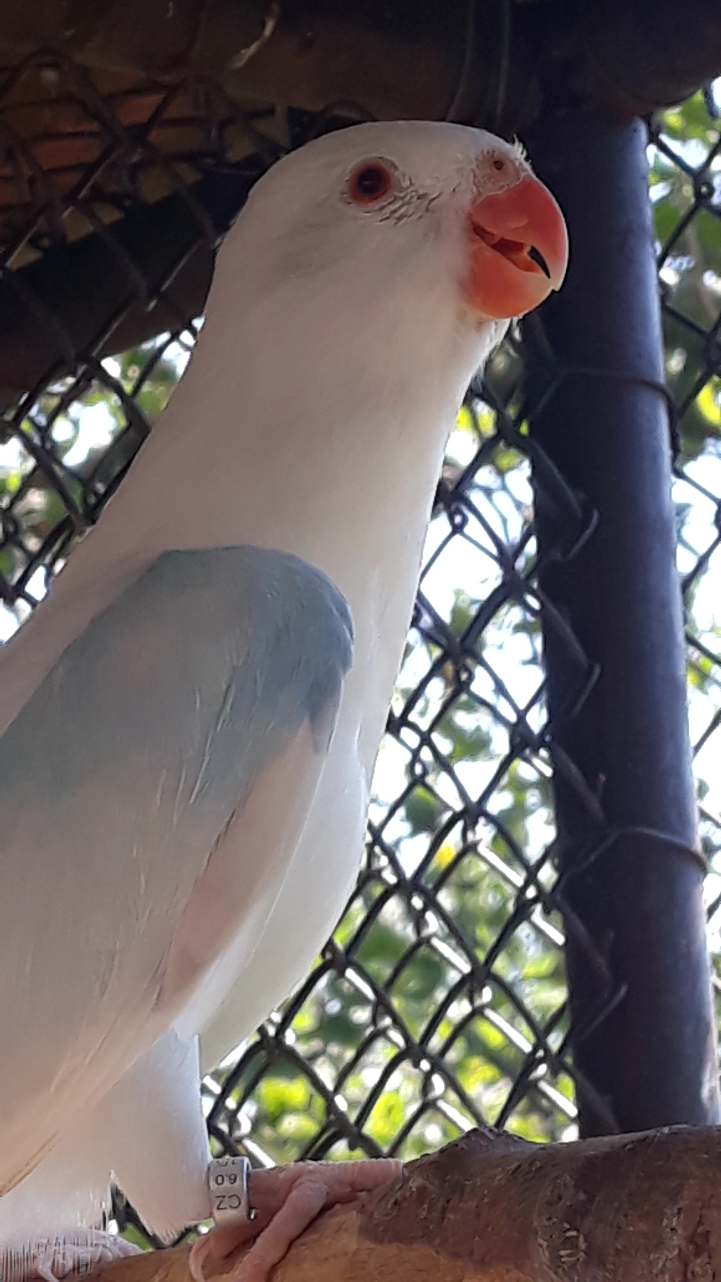 2.0 Papoušek Alexandřin bílý pastel kr.25