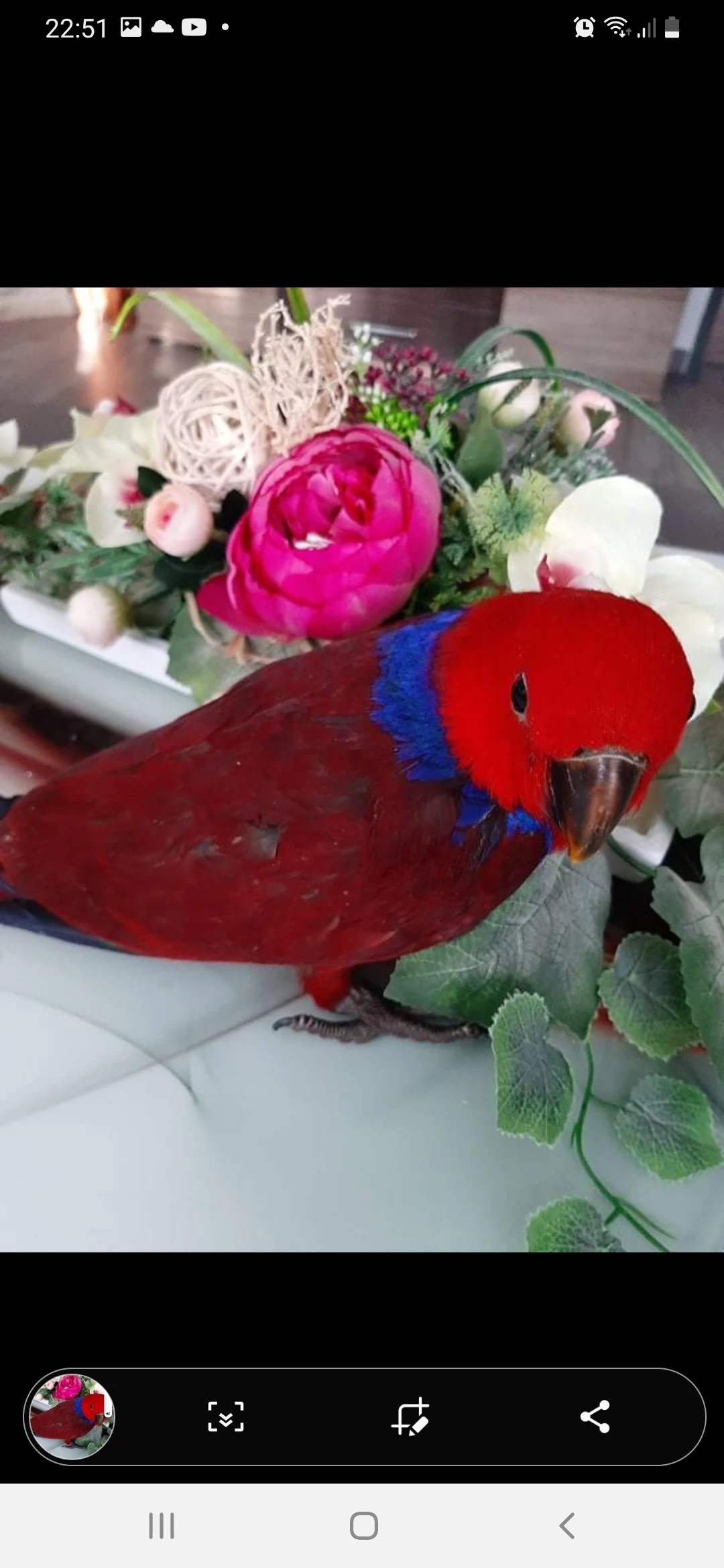 Eklektus polychloros