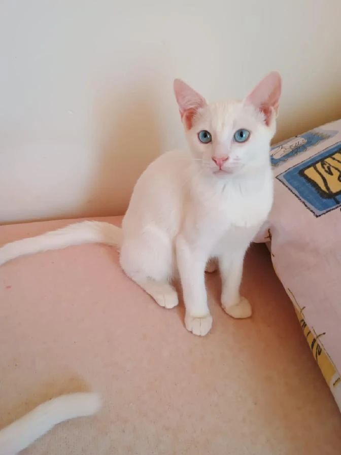 Koťátka typu Khao Manee