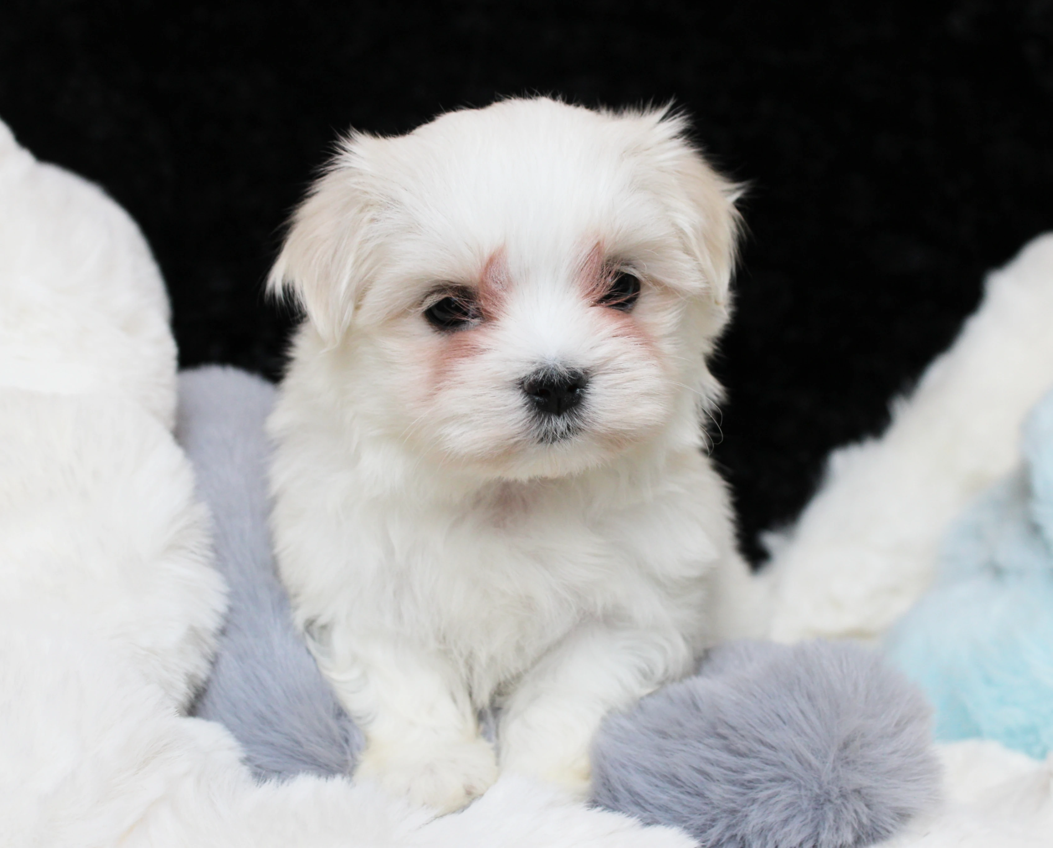 Maltézský psík s PP FCI