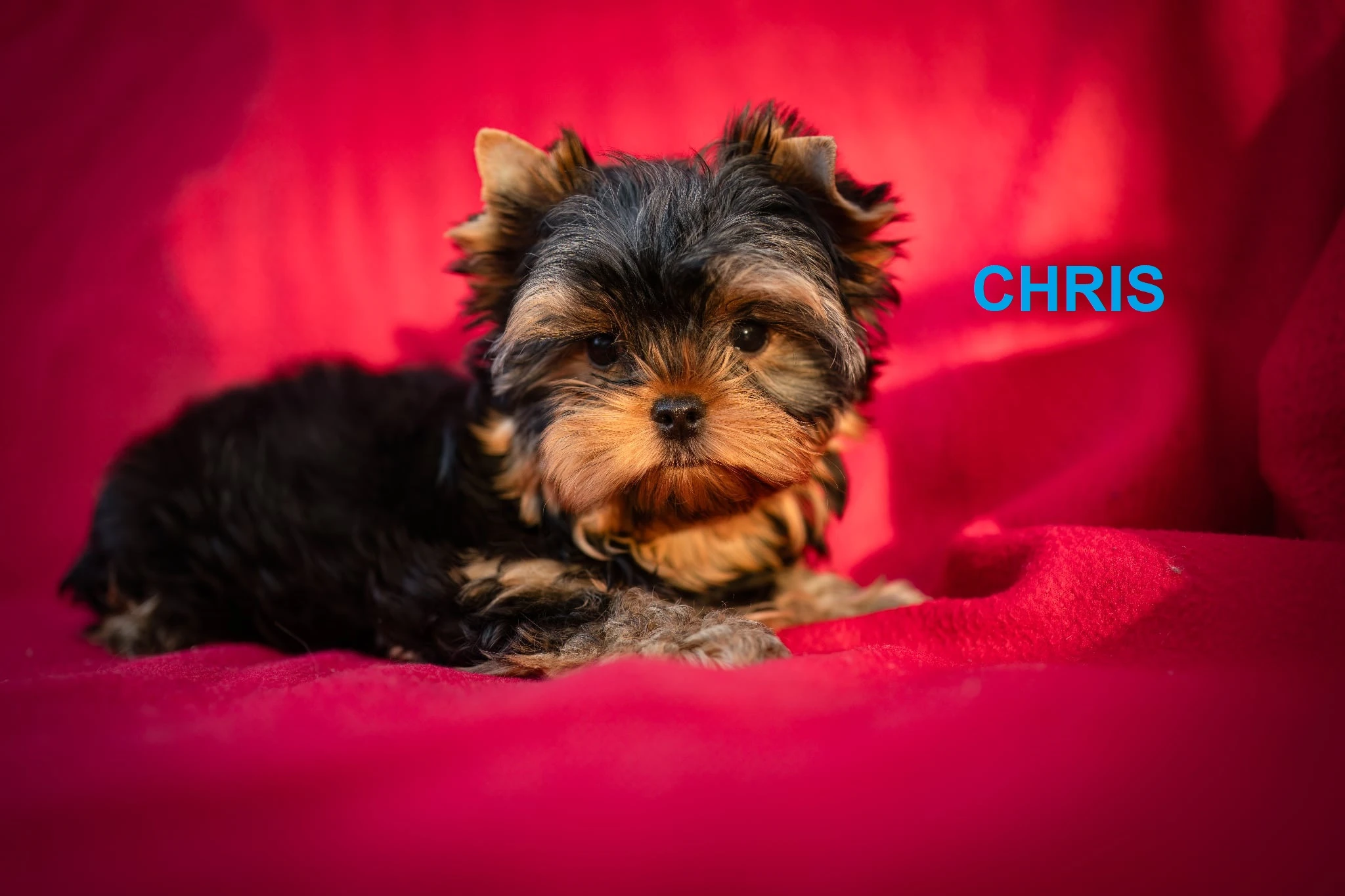 Jorkširský teriér s PP - pejsci