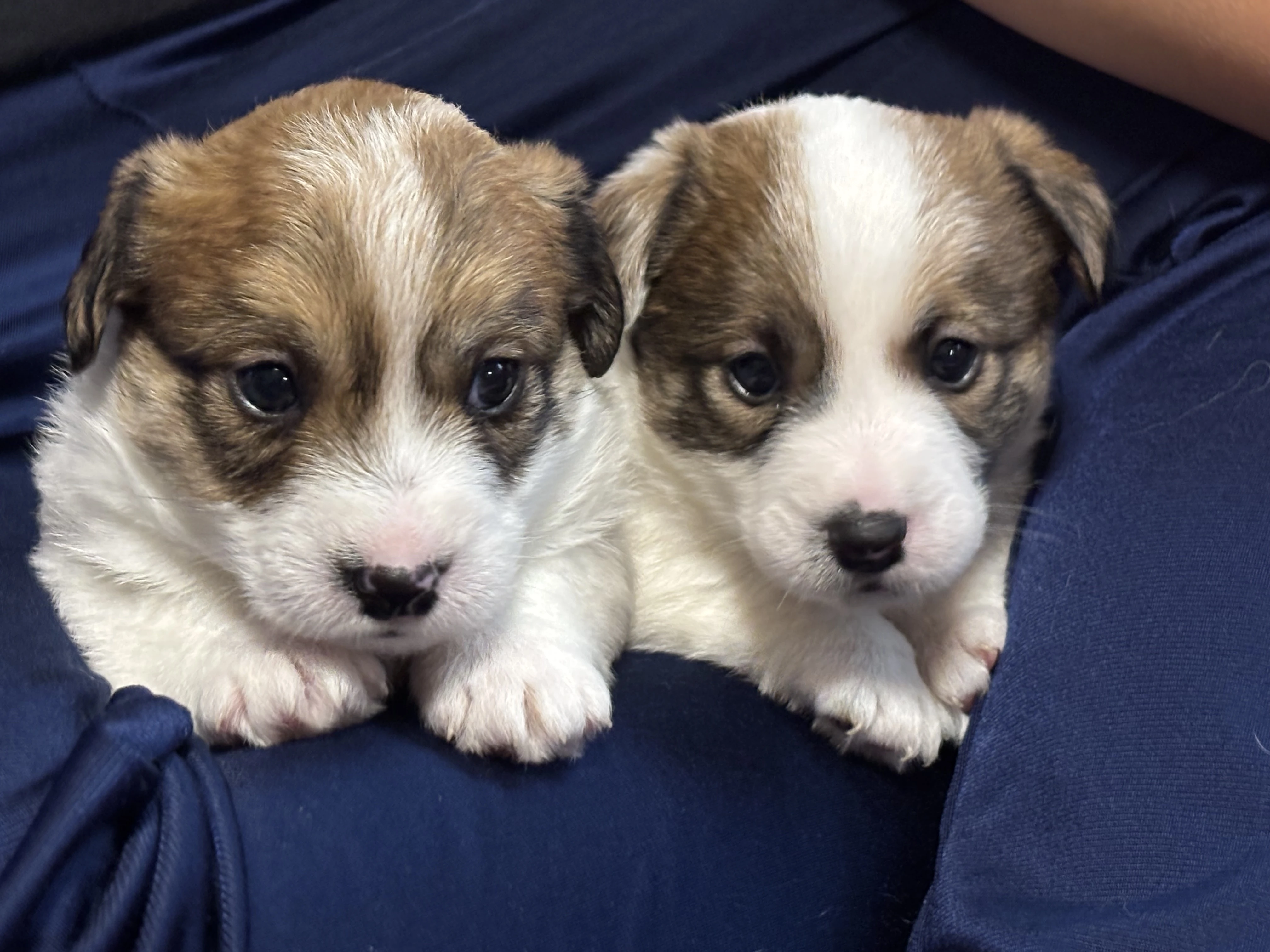 Jack Russell teriér s PP