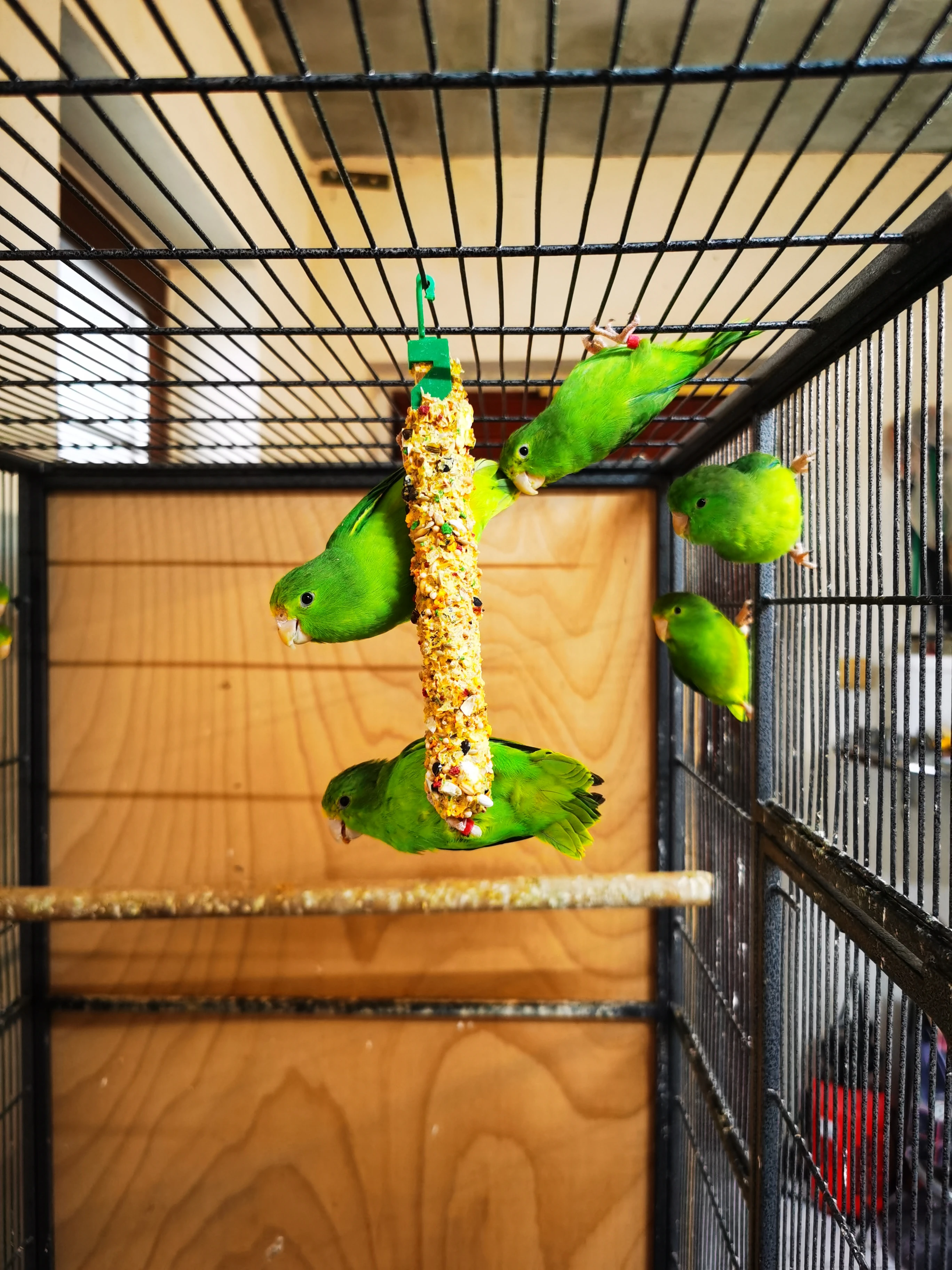 Papoušíček vrabčí 2025 KLADNO 1.11.2025