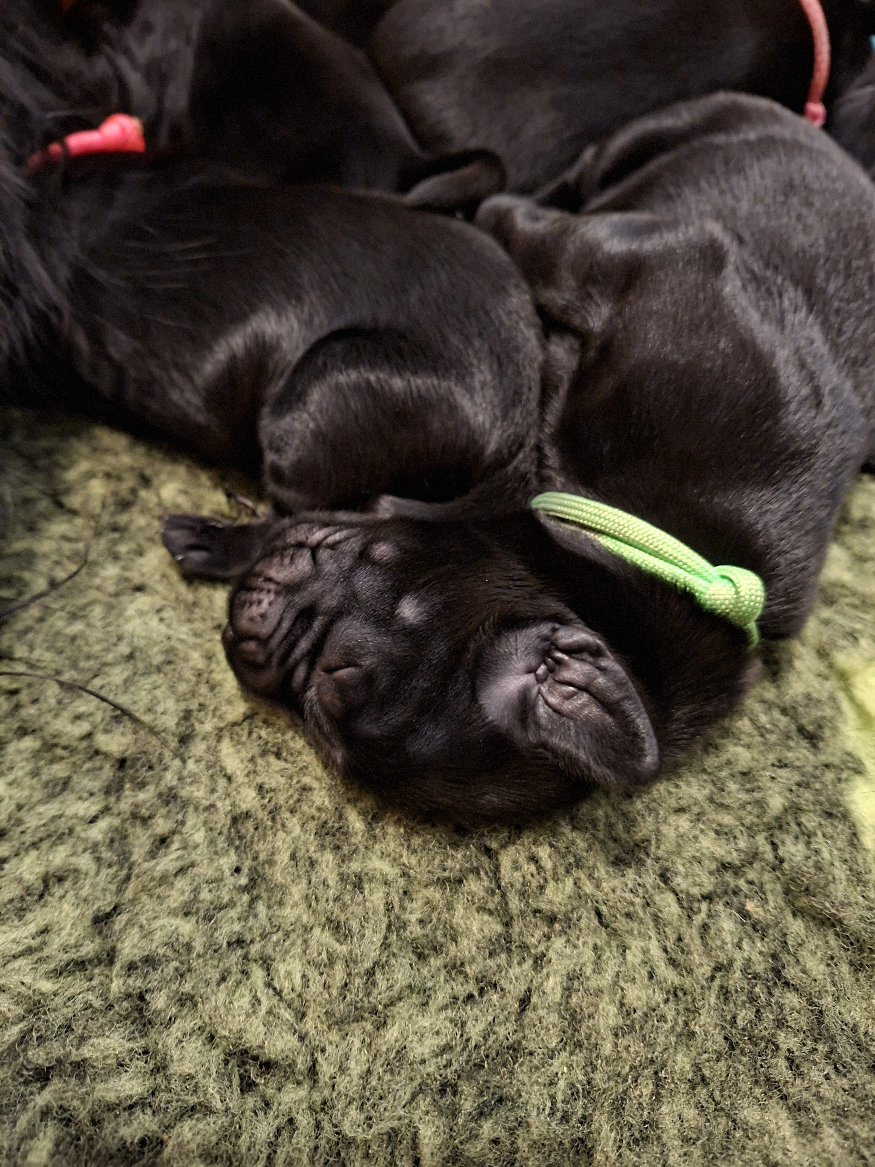 Štěně Flatcoated retriever