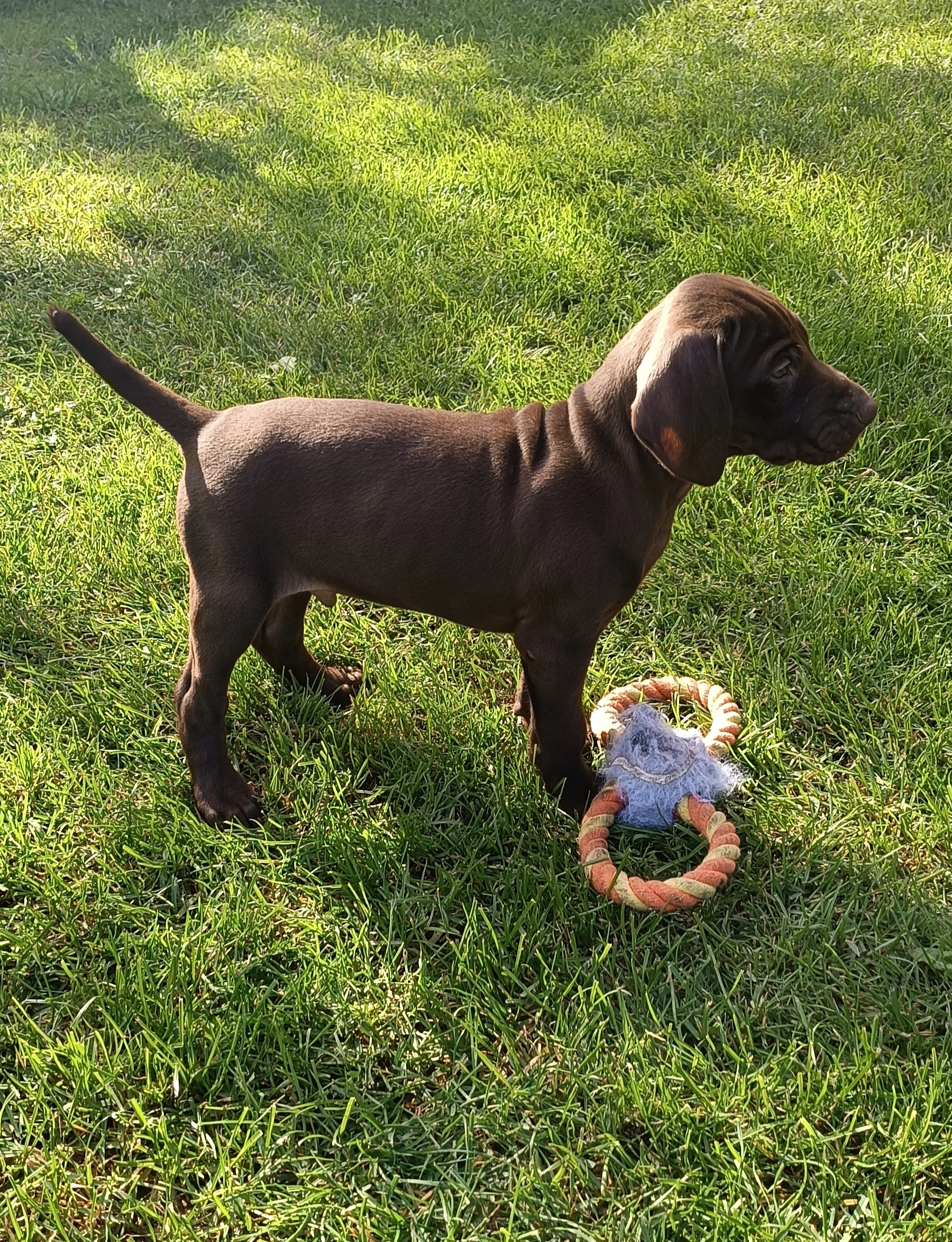 Německý krátkosrstý ohař s PP