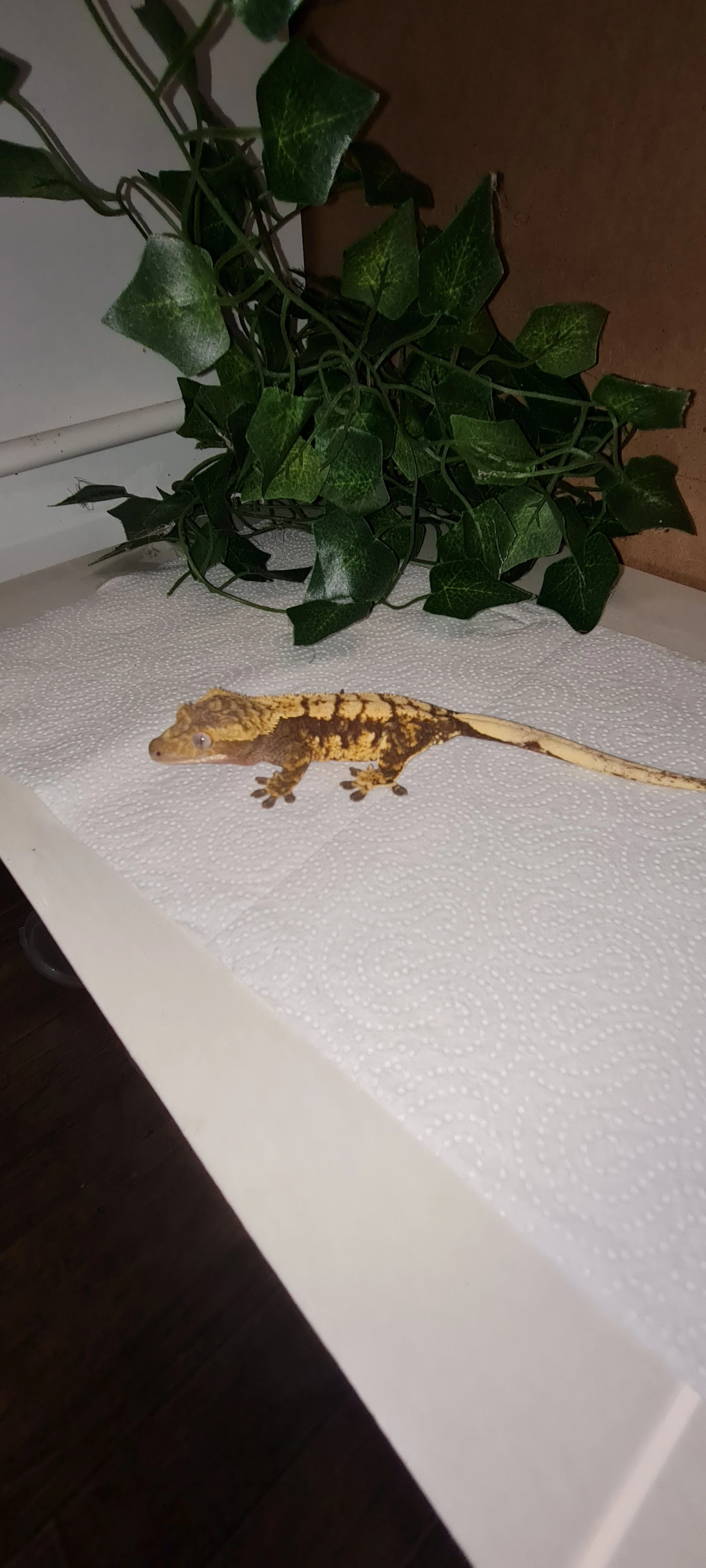 Prodám samice pagekonu