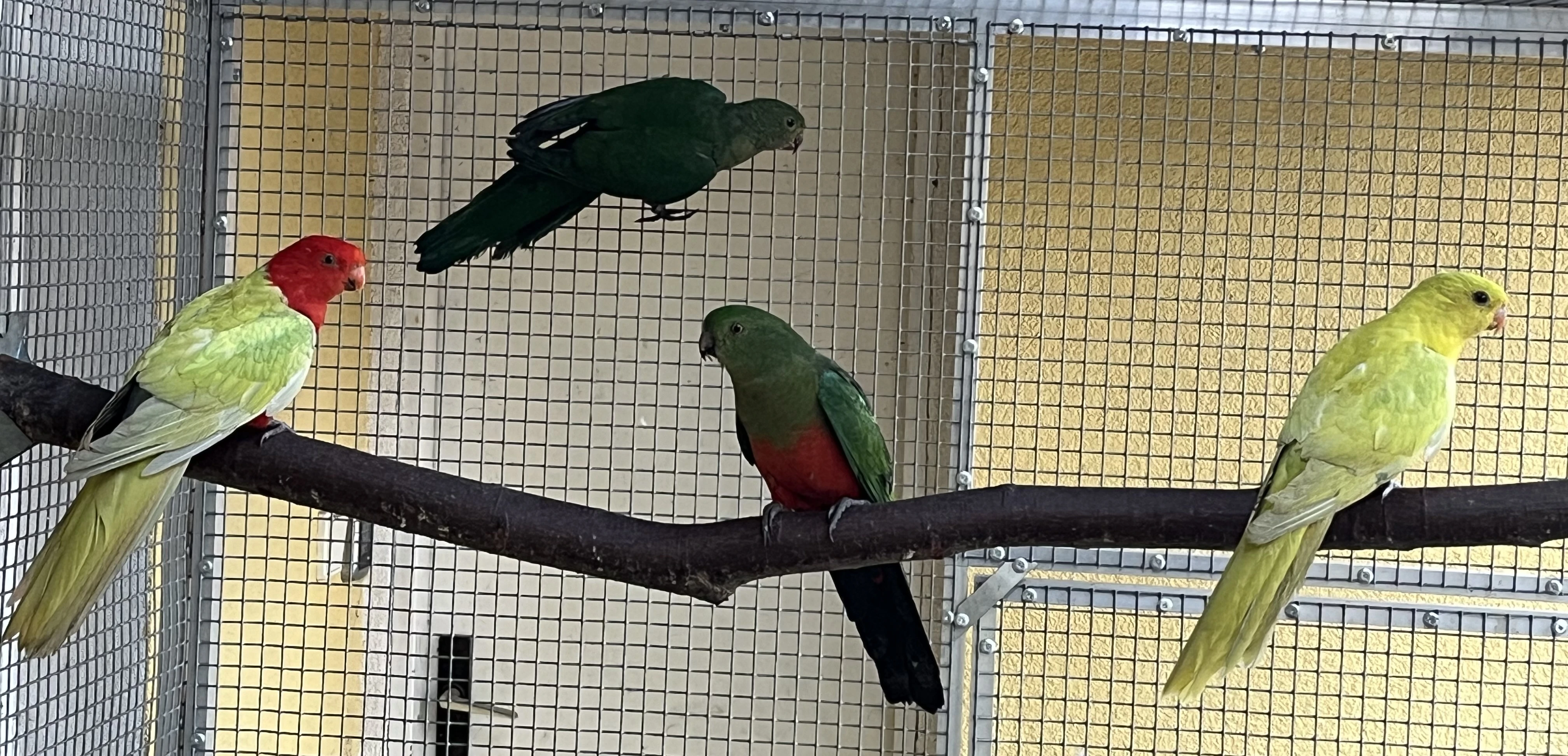 Papoušek královský žlutý/štěpitelný