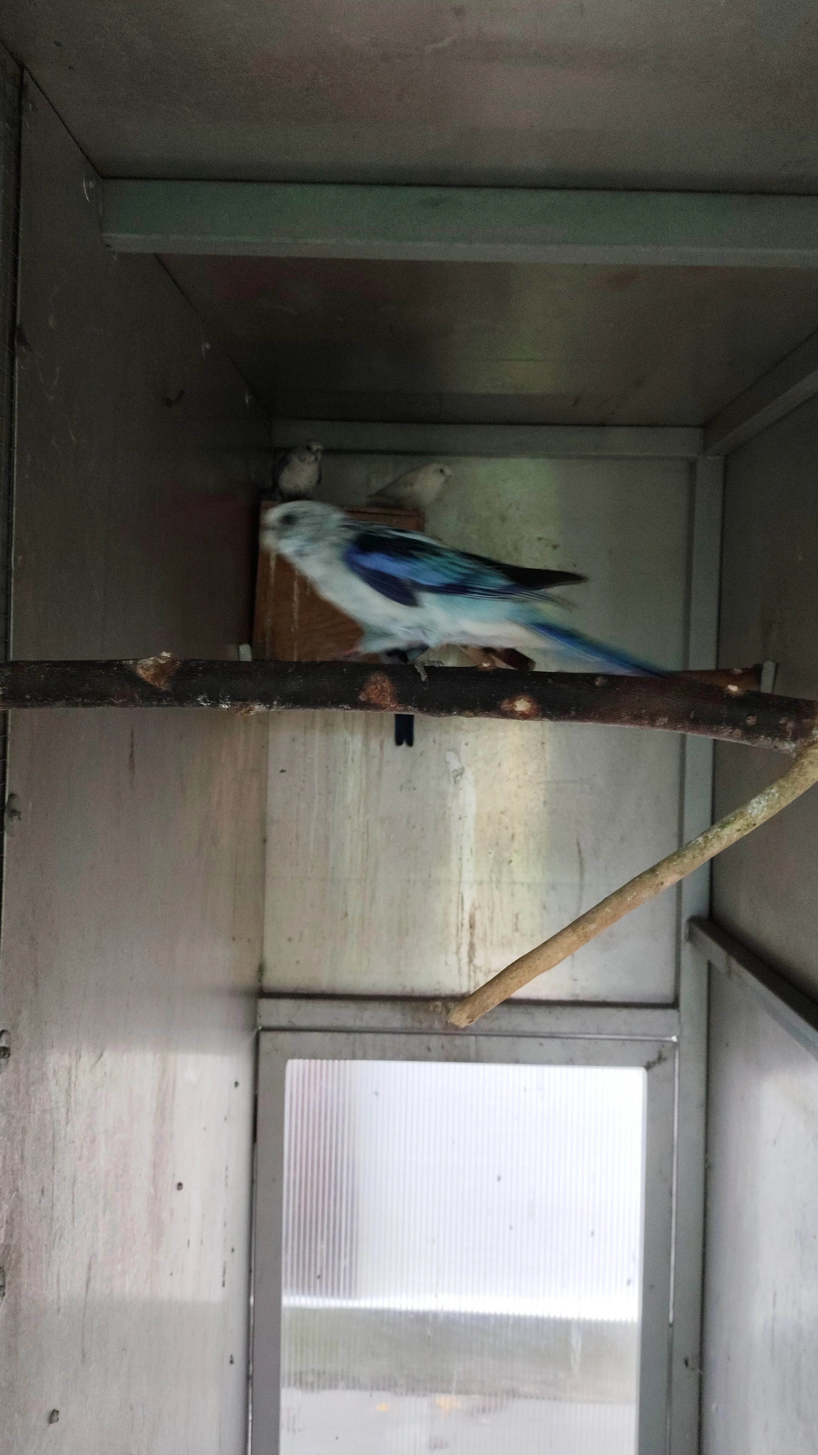 Rosela pestrá modrá na ino