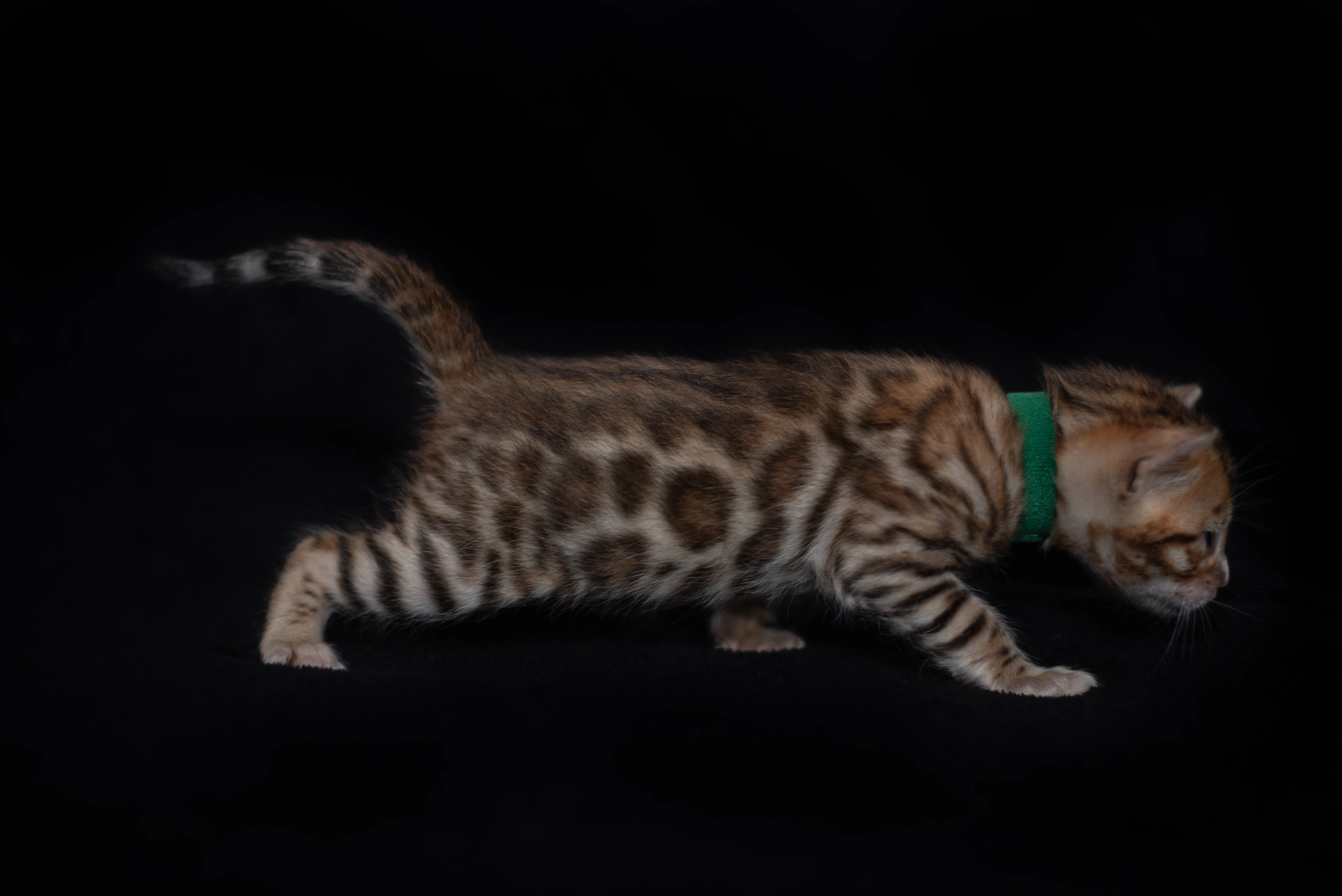 Hnědý bengálský kocourek s PP chov/mazlíček