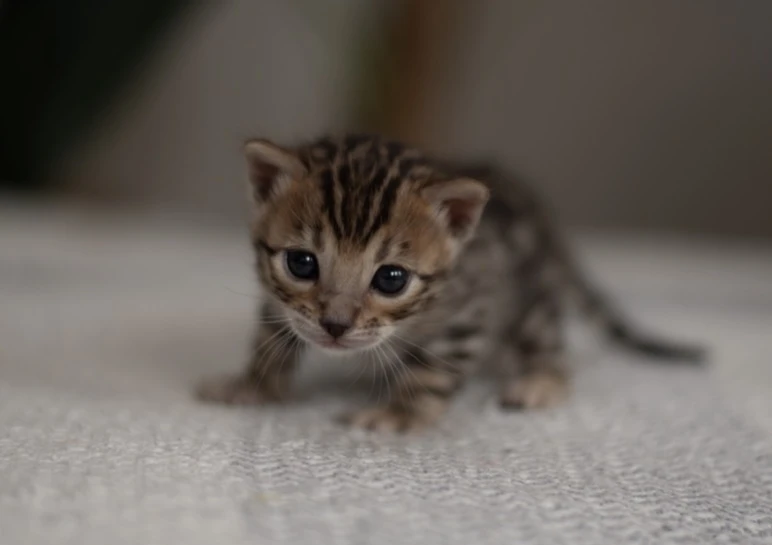 Bengálská hnědá kočička s PP