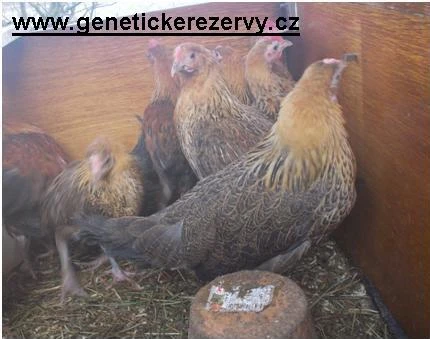 Česká zlatá kropenka - kuřice